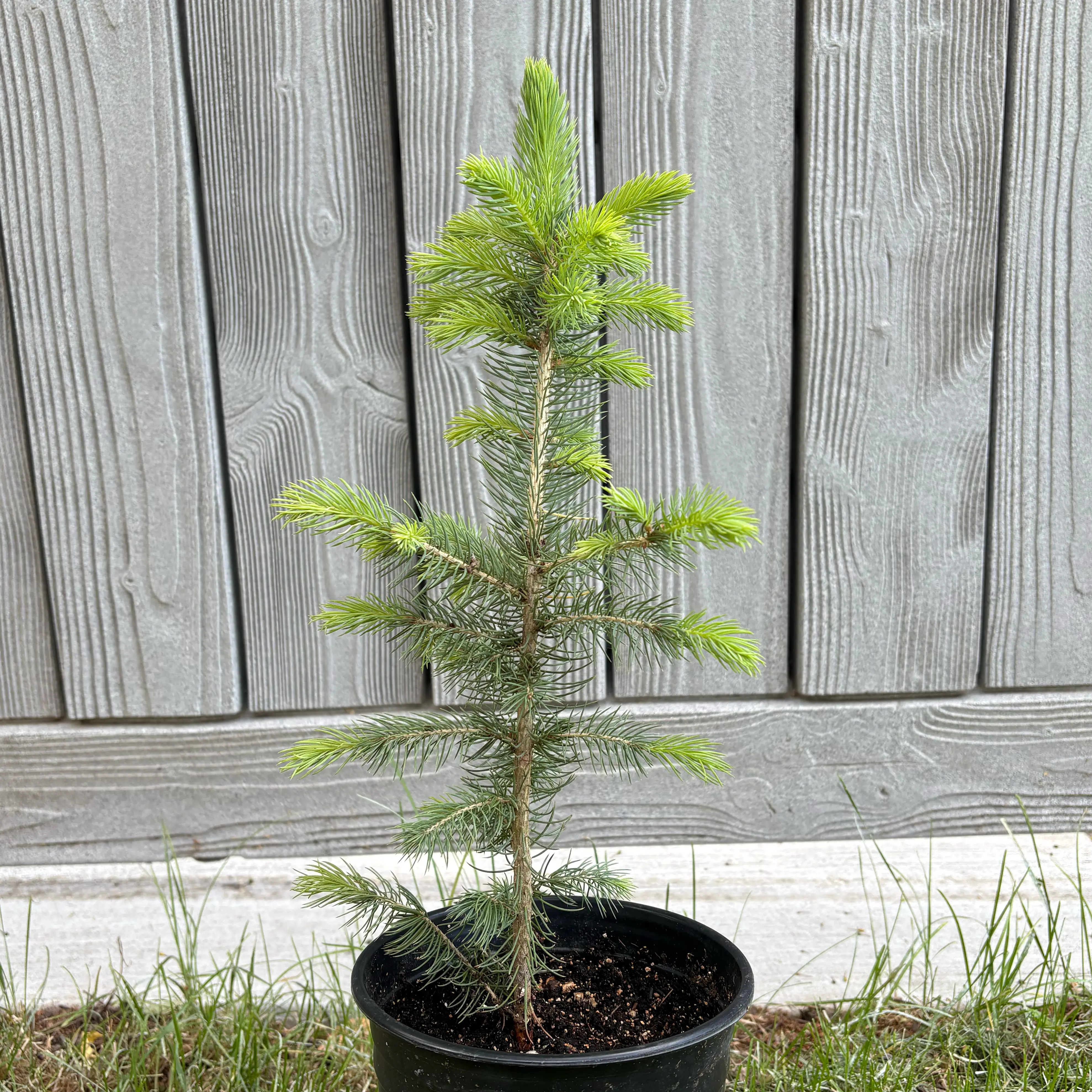 Photo of the plant species Colorado Spruce by @lauryna2 named Bruce on Greg, the plant care app