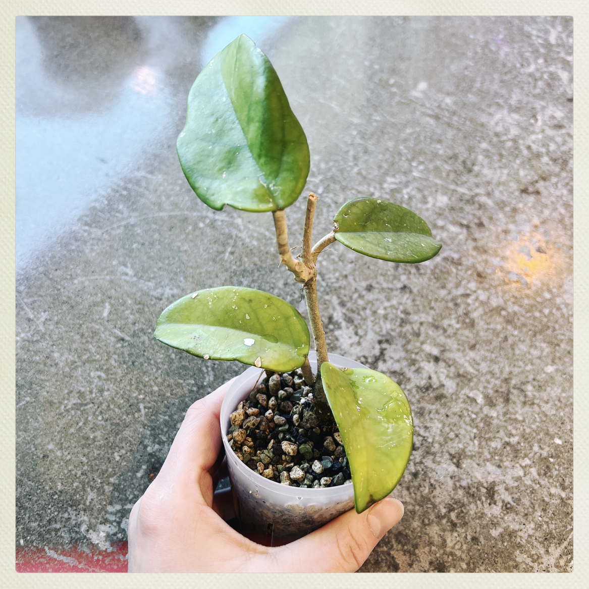 A small potted Porcelain Flower plant with green leaves, held by a hand.