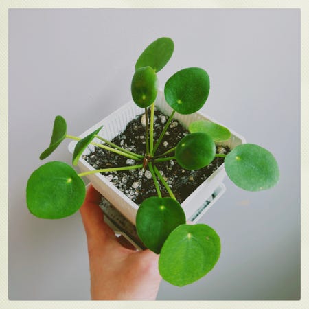 Photo of the plant species Variegated Chinese Money Plant by @PeppyAsarina named Chinese Money Plant (2) on Greg, the plant care app