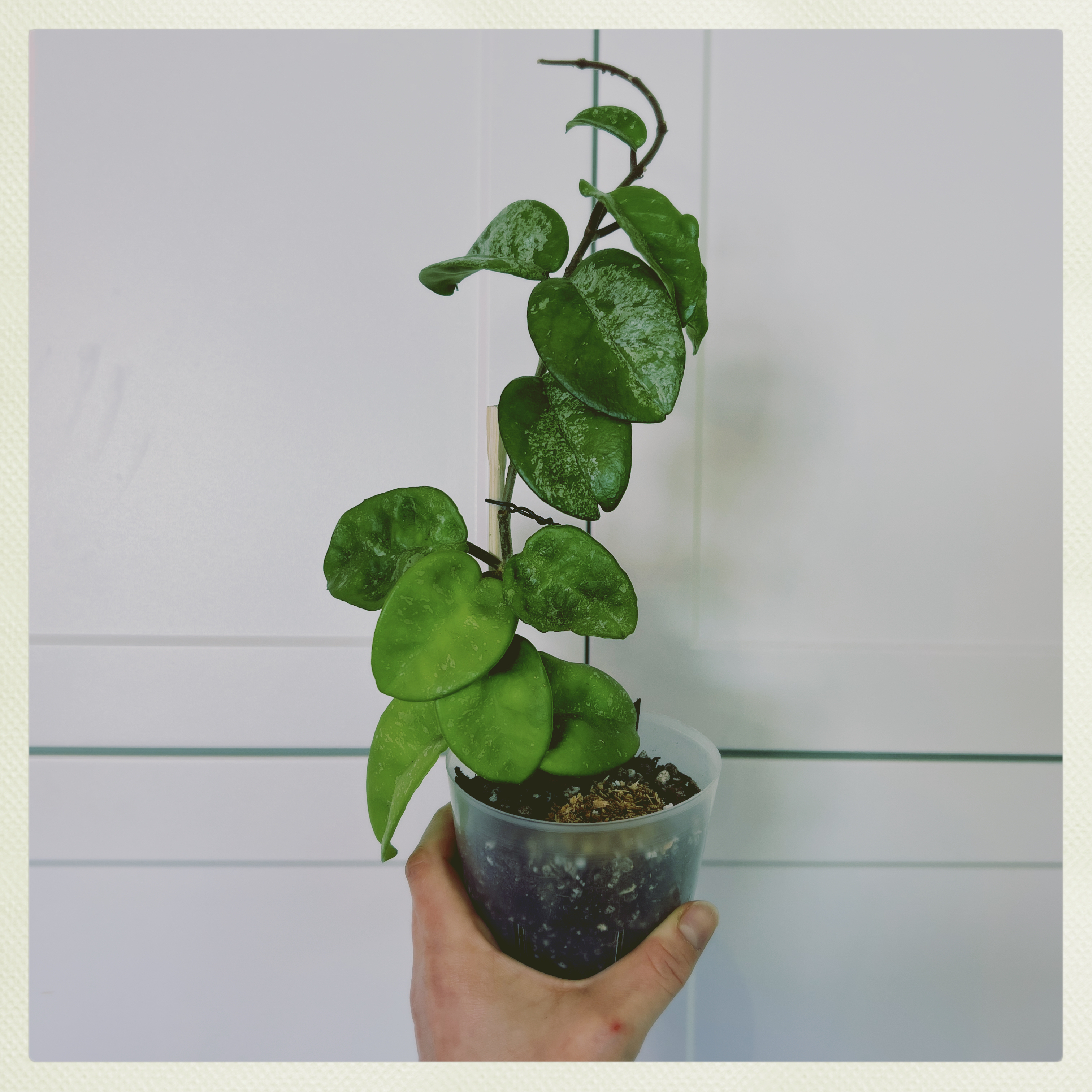 Hoya Carnosa Krinkle 8 plant in a small pot held by a hand, with visible soil.