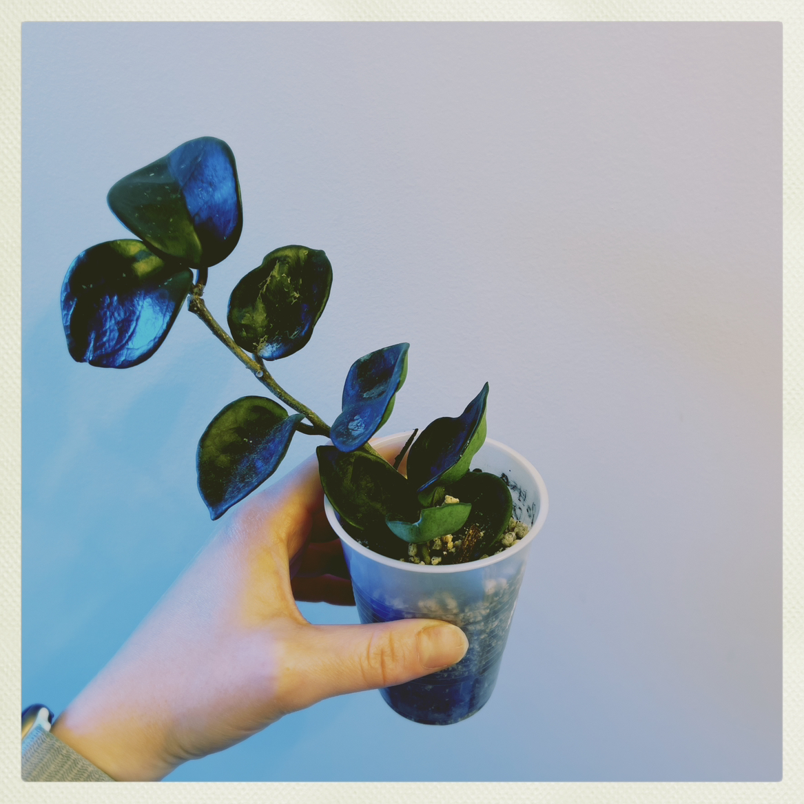 Photo of the plant species Hoya Amore by @PeppyAsarina named Hoya 'Amore' on Greg, the plant care app