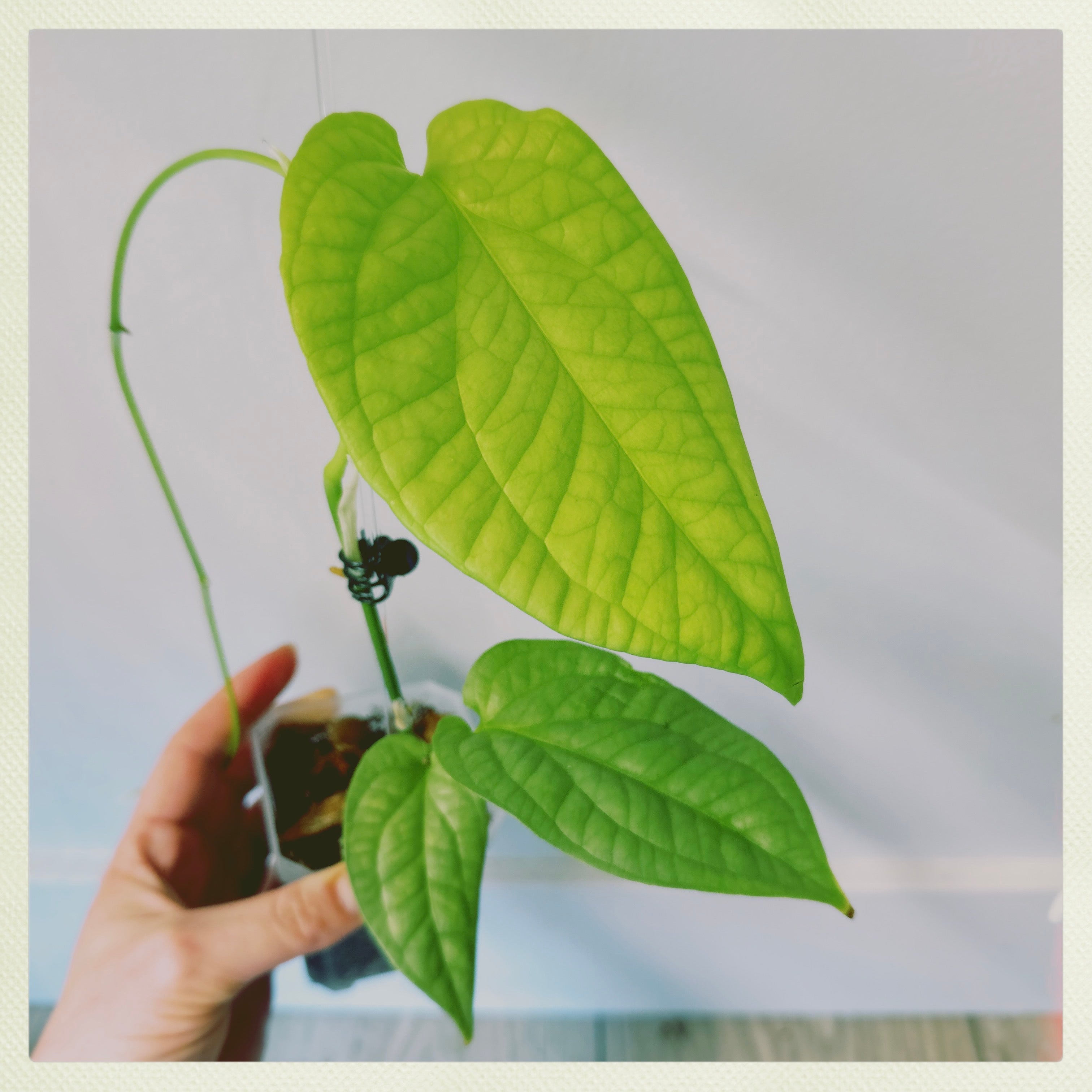 Amydrium 'Spider Man' plant with large green leaves held by a hand, soil visible.