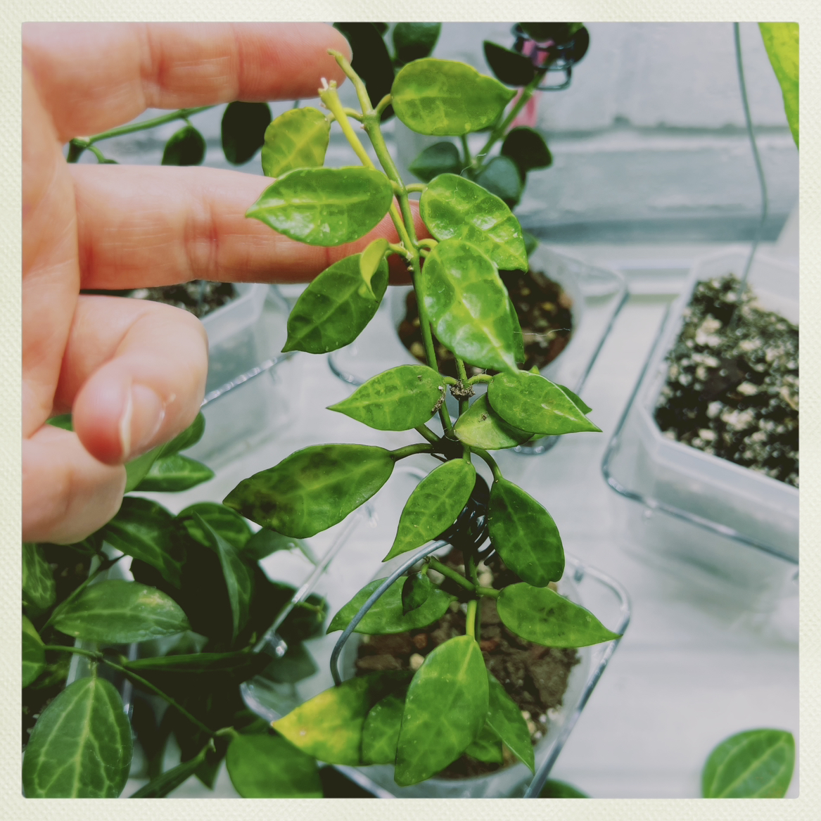 Hoya lacunosa plant with some yellowing leaves, visible soil, and a hand pointing at the plant.