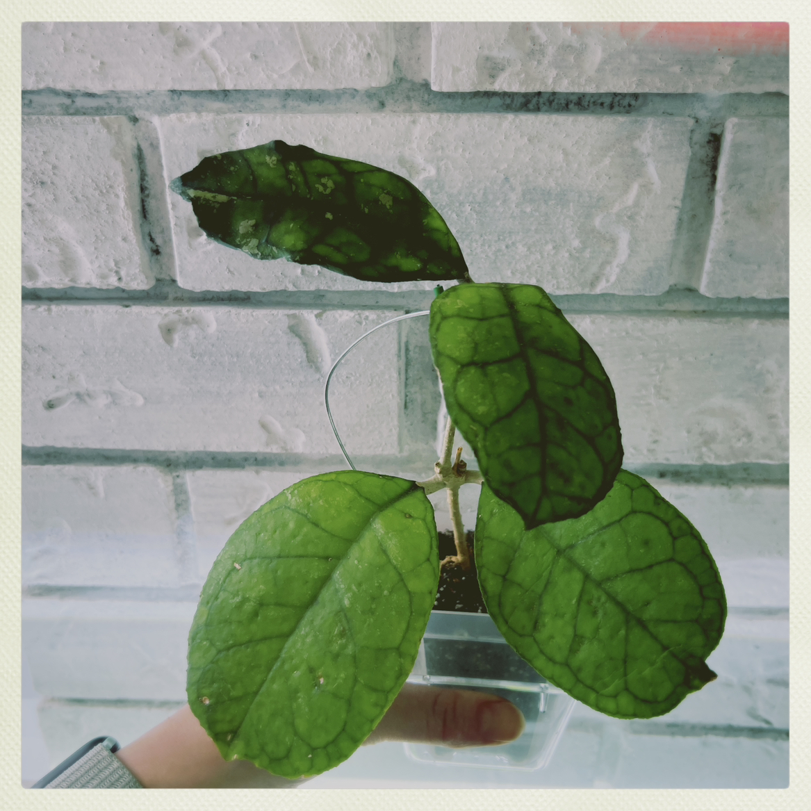 Photo of the plant species Hoya Svetlana by @PeppyAsarina named Hoya Svetlana on Greg, the plant care app