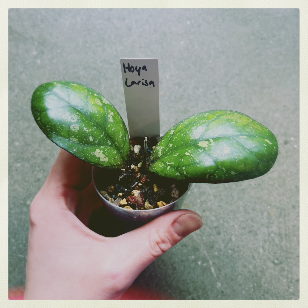Photo of the plant species Hoya Larisa by @PeppyAsarina named Hoya Larisa on Greg, the plant care app