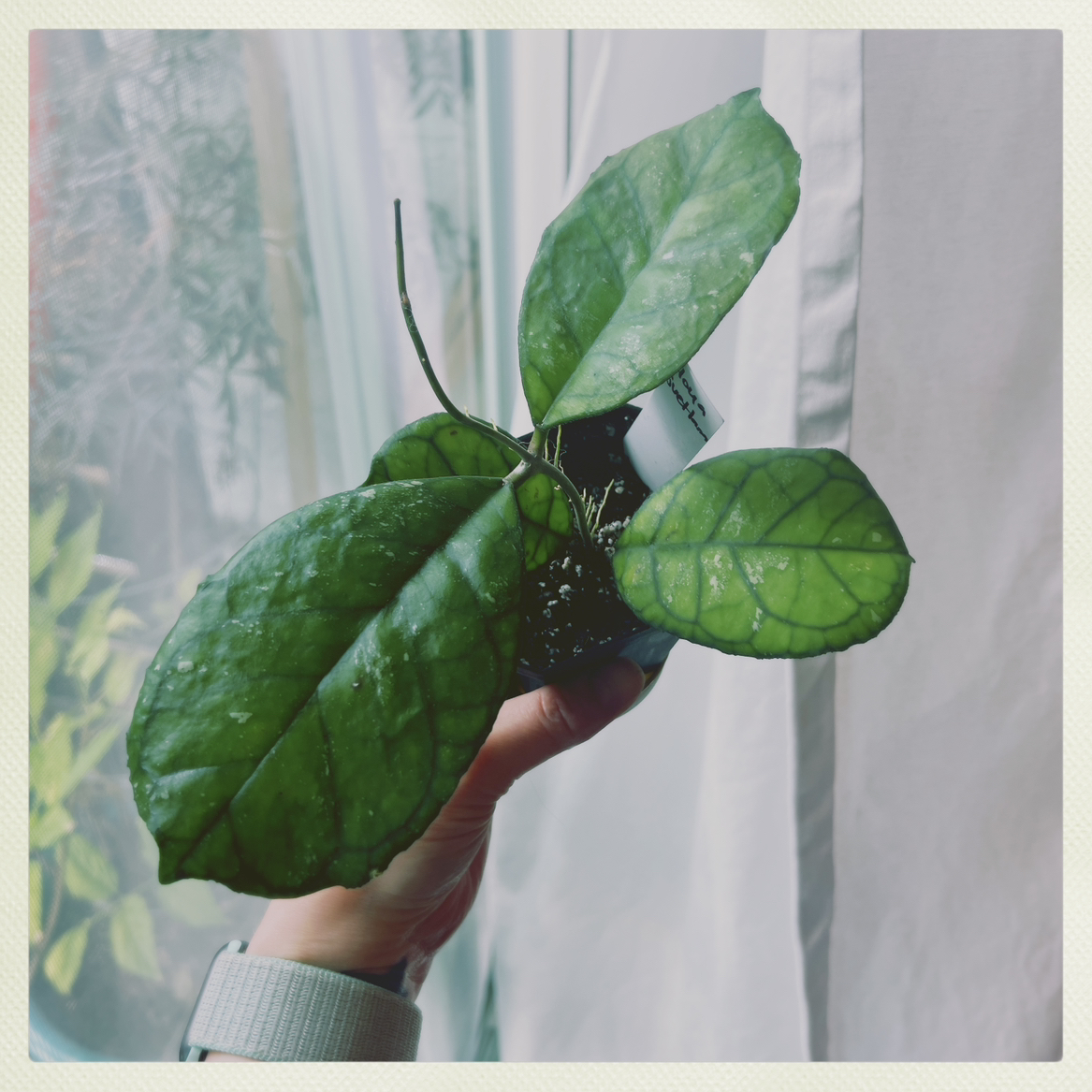 Photo of the plant species Hoya Svetlana by @PeppyAsarina named Hoya Svetlana on Greg, the plant care app