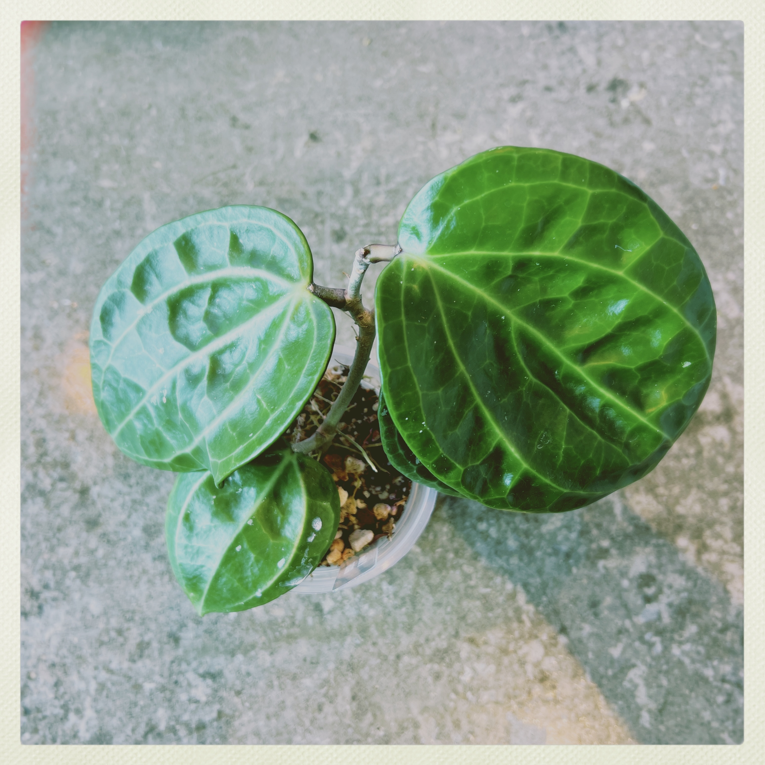Photo of the plant species Hoya Sulawesi by @PeppyAsarina named H. Sulawesi on Greg, the plant care app