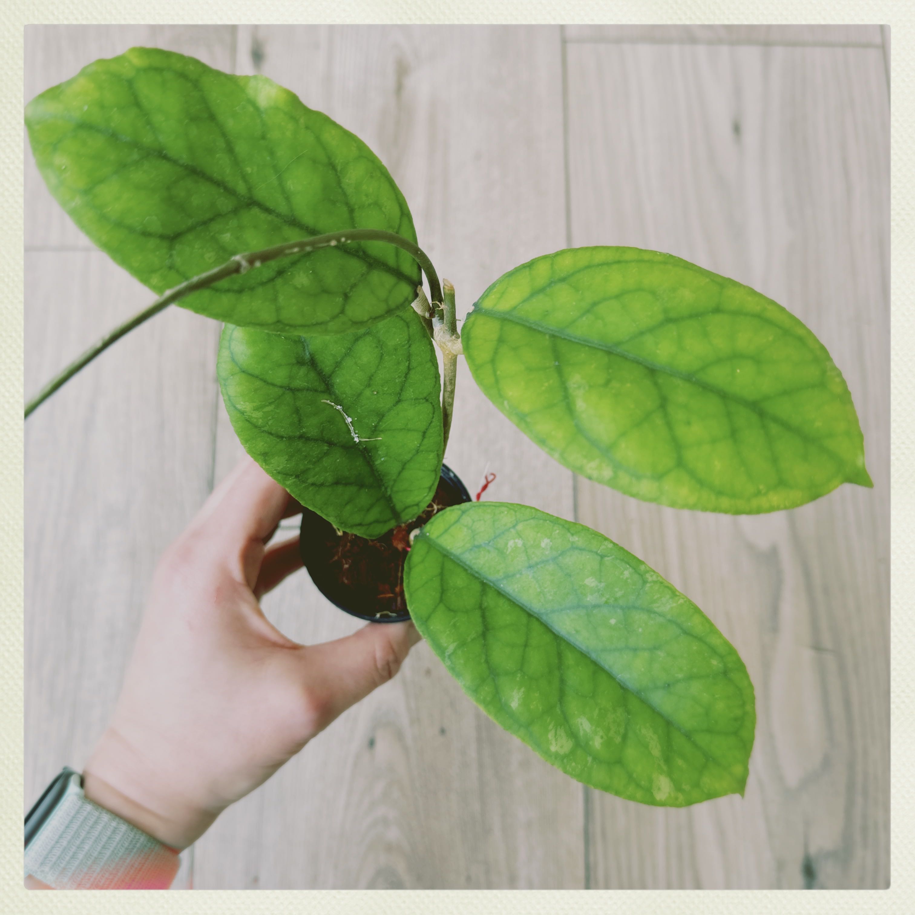 Photo of the plant species Hoya Irina by @PeppyAsarina named H. Irina on Greg, the plant care app