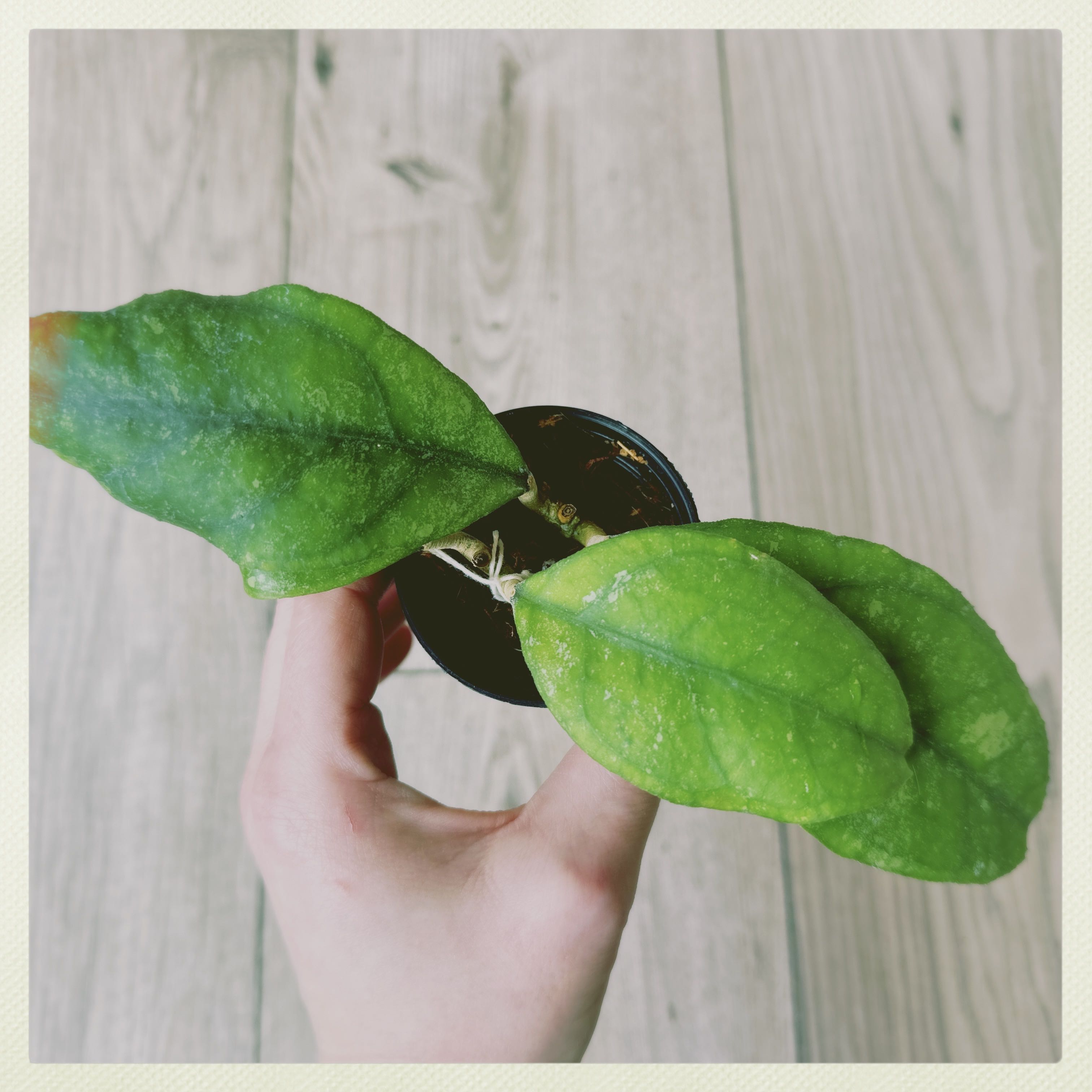 Hoya finlaysonii plant with broad green leaves held by a hand in a small pot.