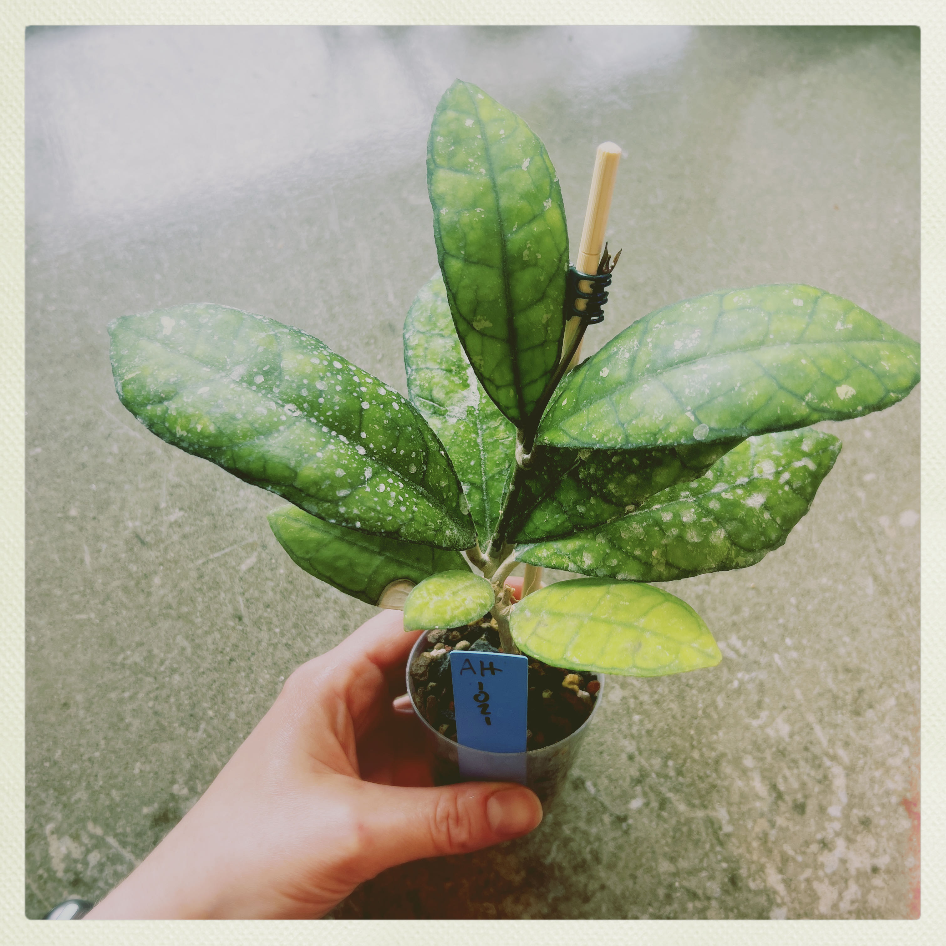Photo of the plant species Hoya Larisa by @PeppyAsarina named Hoya AH-21 on Greg, the plant care app