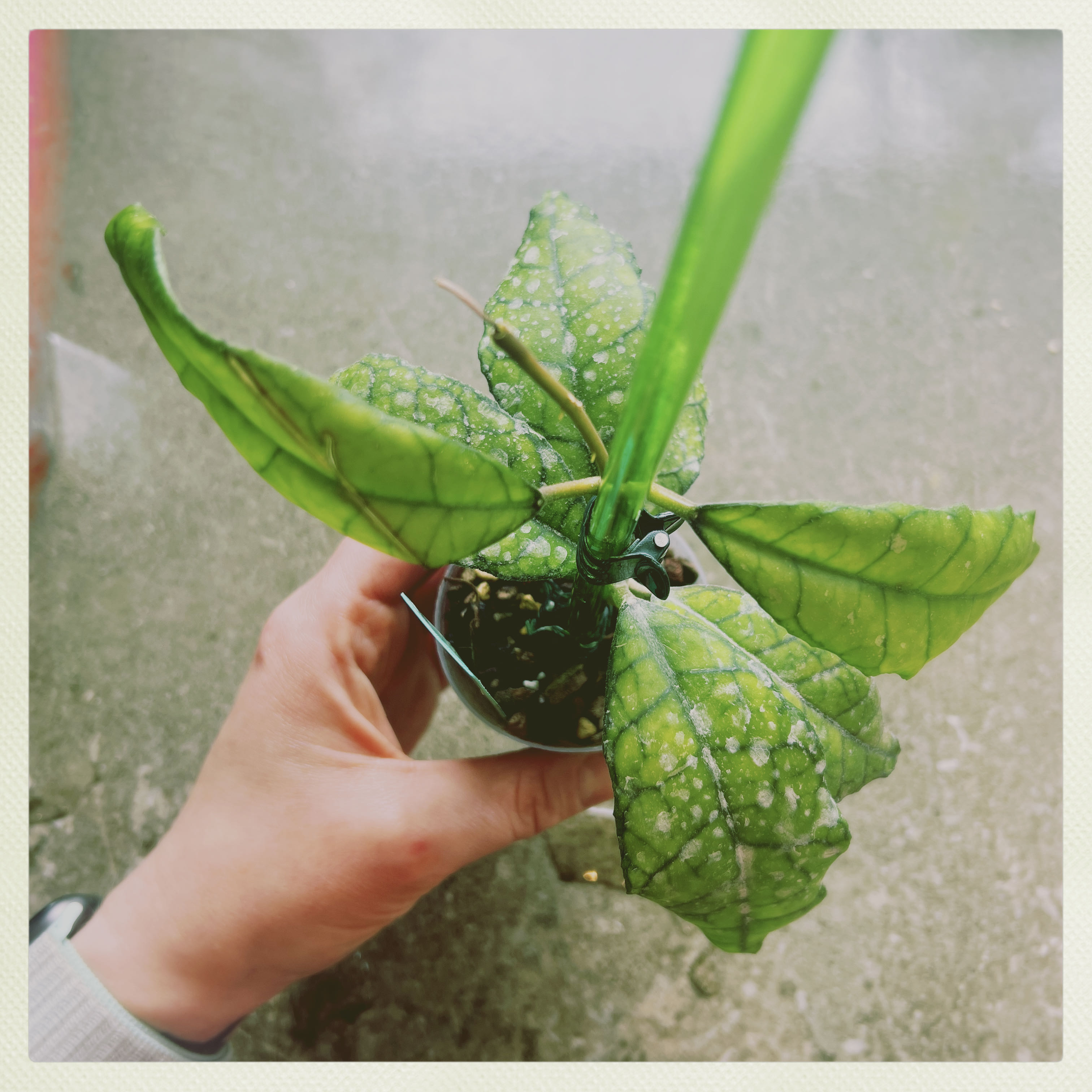 Stiff Leafed Hoya plant with green speckled leaves held by a hand in a small pot.