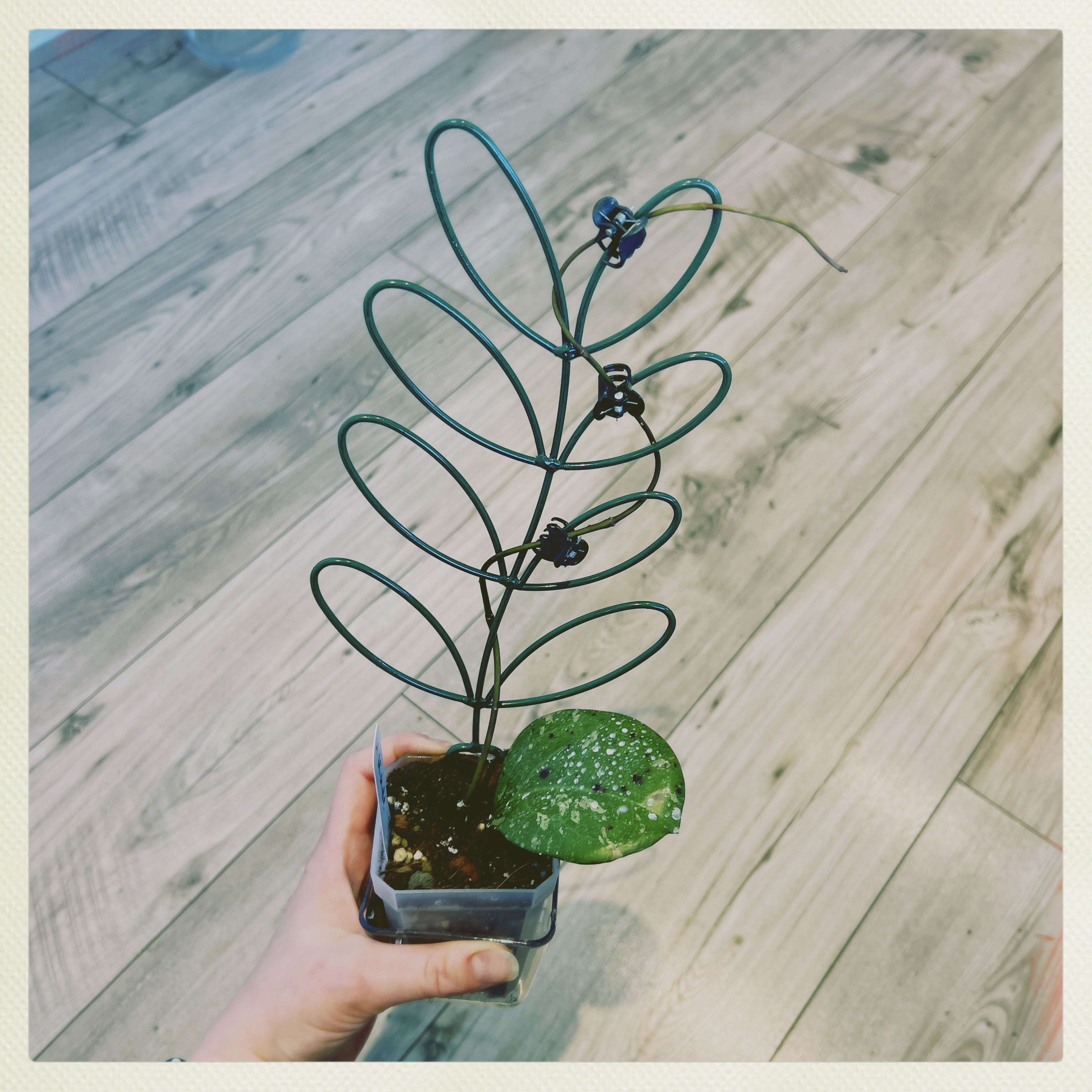 Photo of the plant species Hoya 'Michele' by @PeppyAsarina named Hoya Michele on Greg, the plant care app