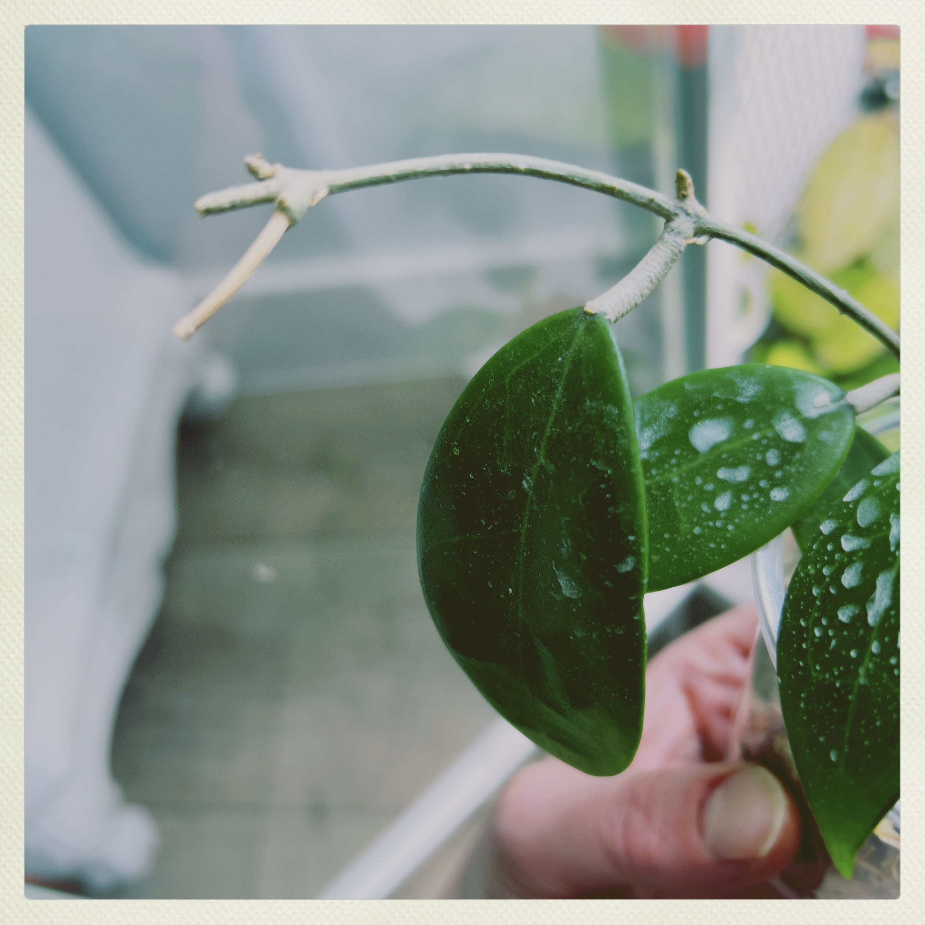 Photo of the plant species Hoya erythrostemma 'Shocking Pink' by @PeppyAsarina named H. ErythroStemma 'Shocking Pink' on Greg, the plant care app