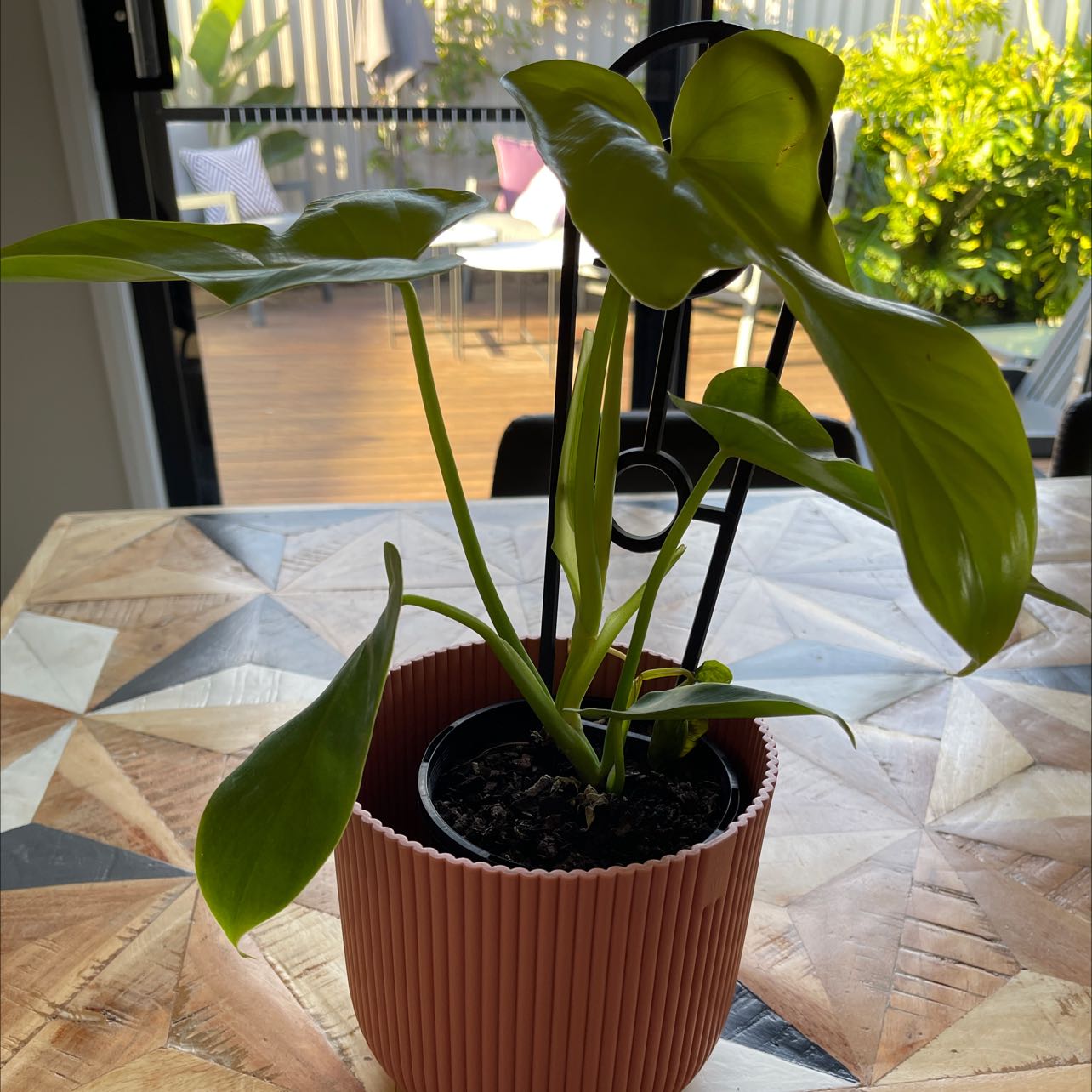 Philodendron Gold Violin plant in a pot on a table, healthy green leaves.