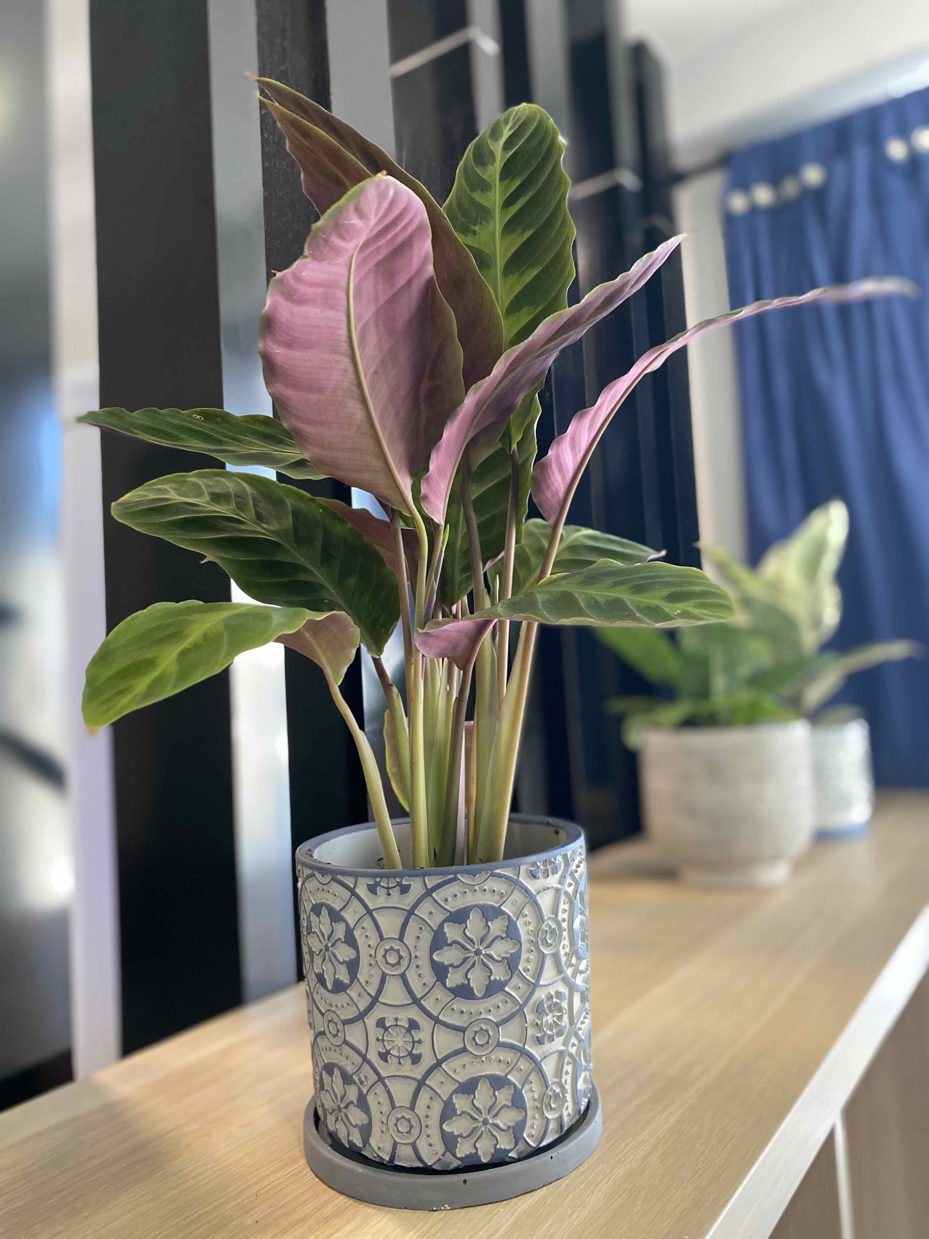 Calathea Warscewiczii