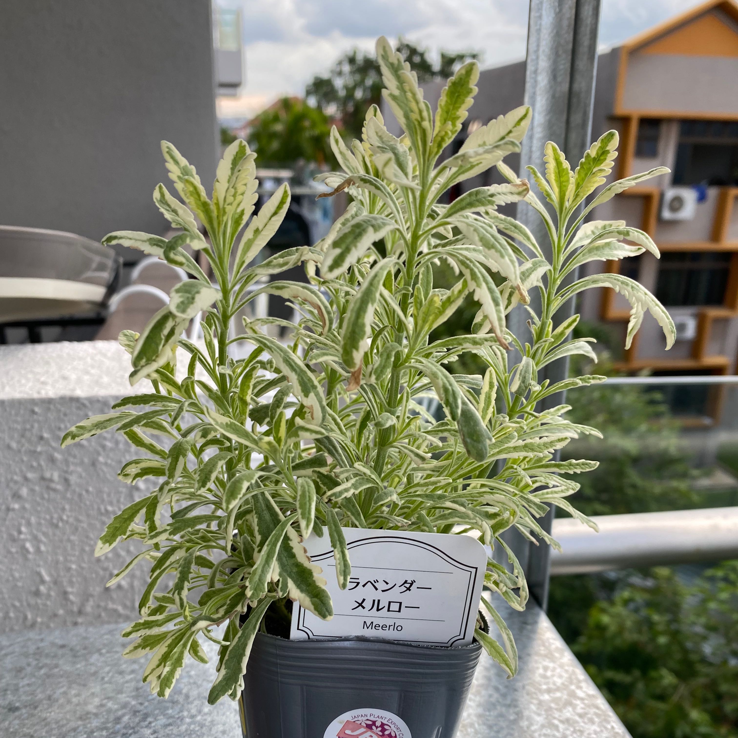 Photo of the plant species Meerlo Lavender by @dhecloud named Laaaavander on Greg, the plant care app