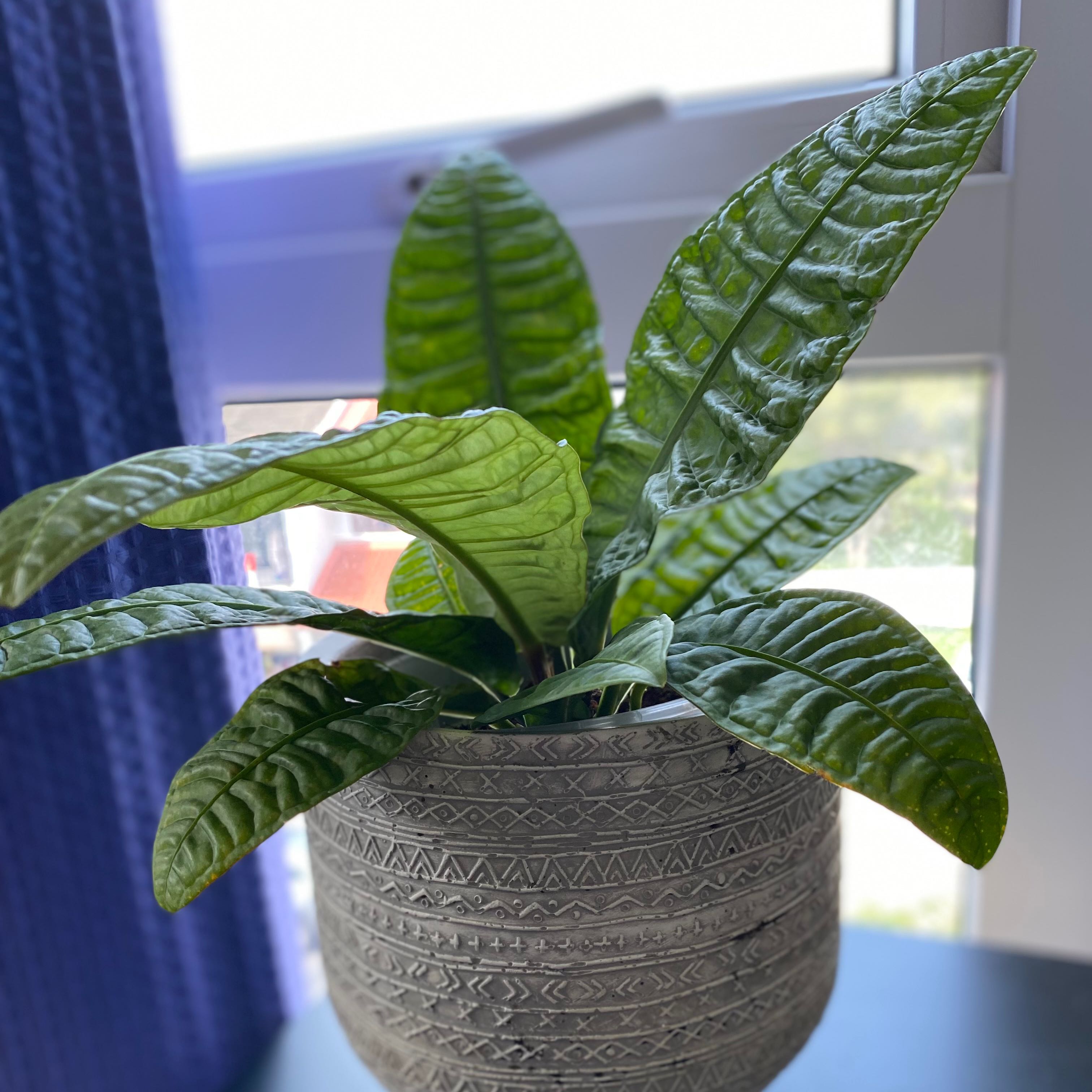 Photo of the plant species Anthurium reflexinervium by @dhecloud named Anthurium Reflexinervium on Greg, the plant care app