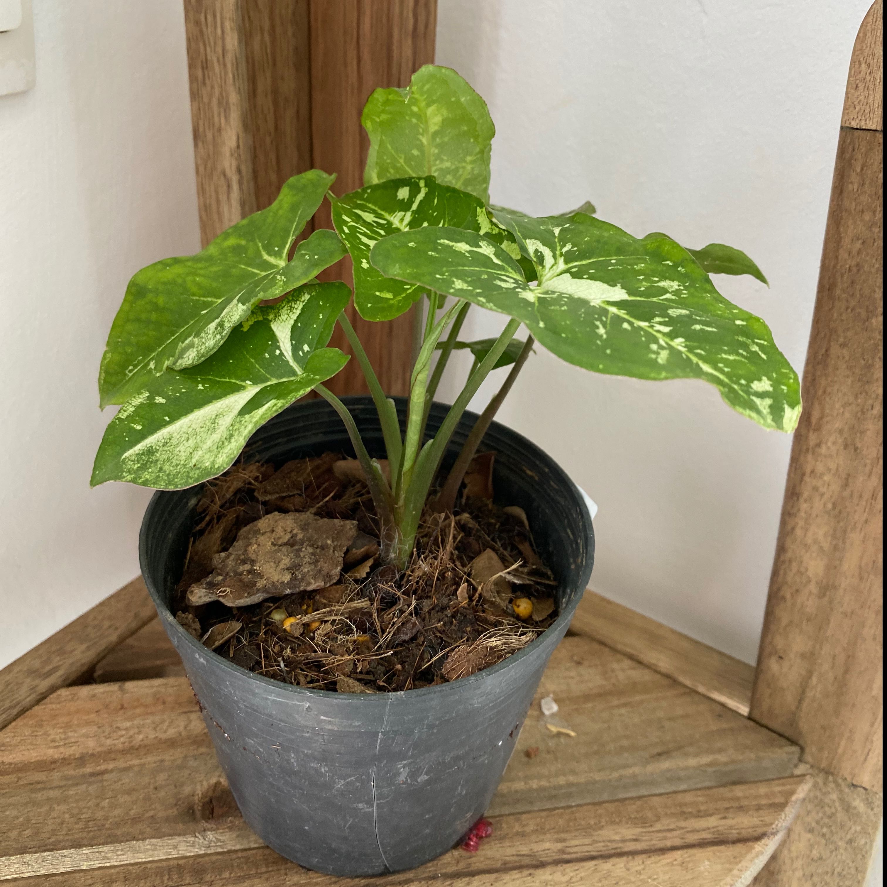 Syngonium Panda plant in a black plastic pot with green and white variegated leaves.