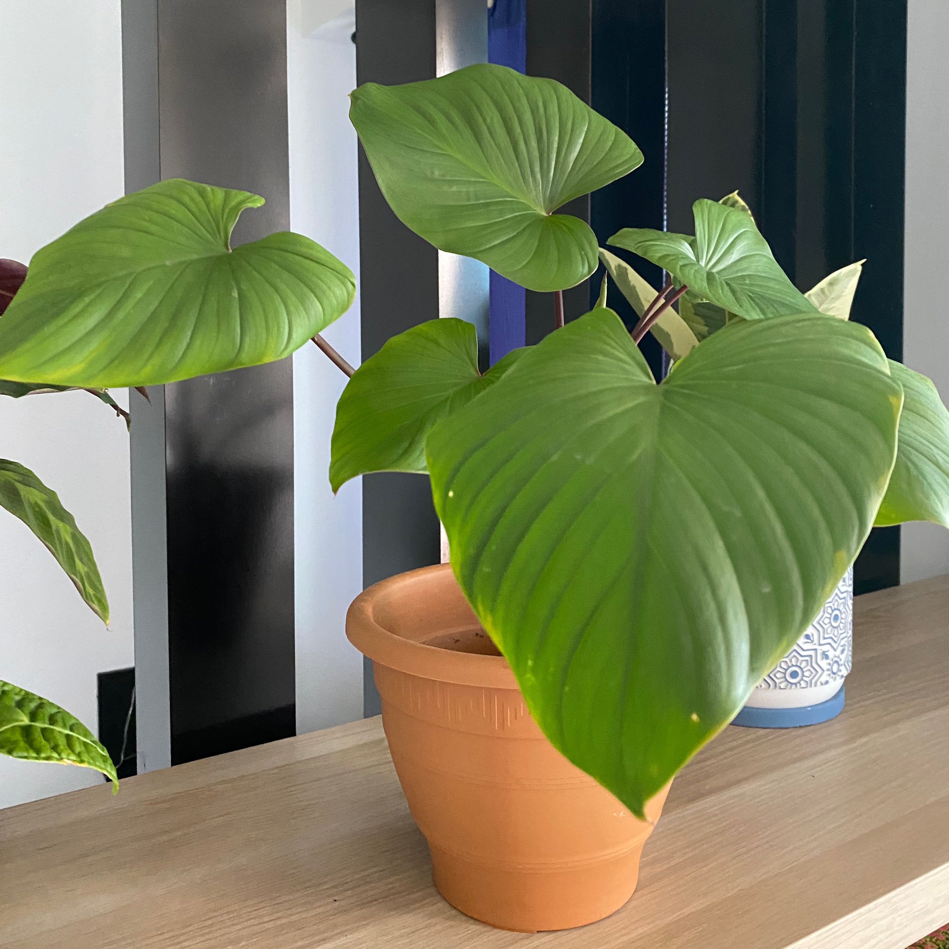 Homalomena Maggy plant in a terracotta pot with healthy green leaves.