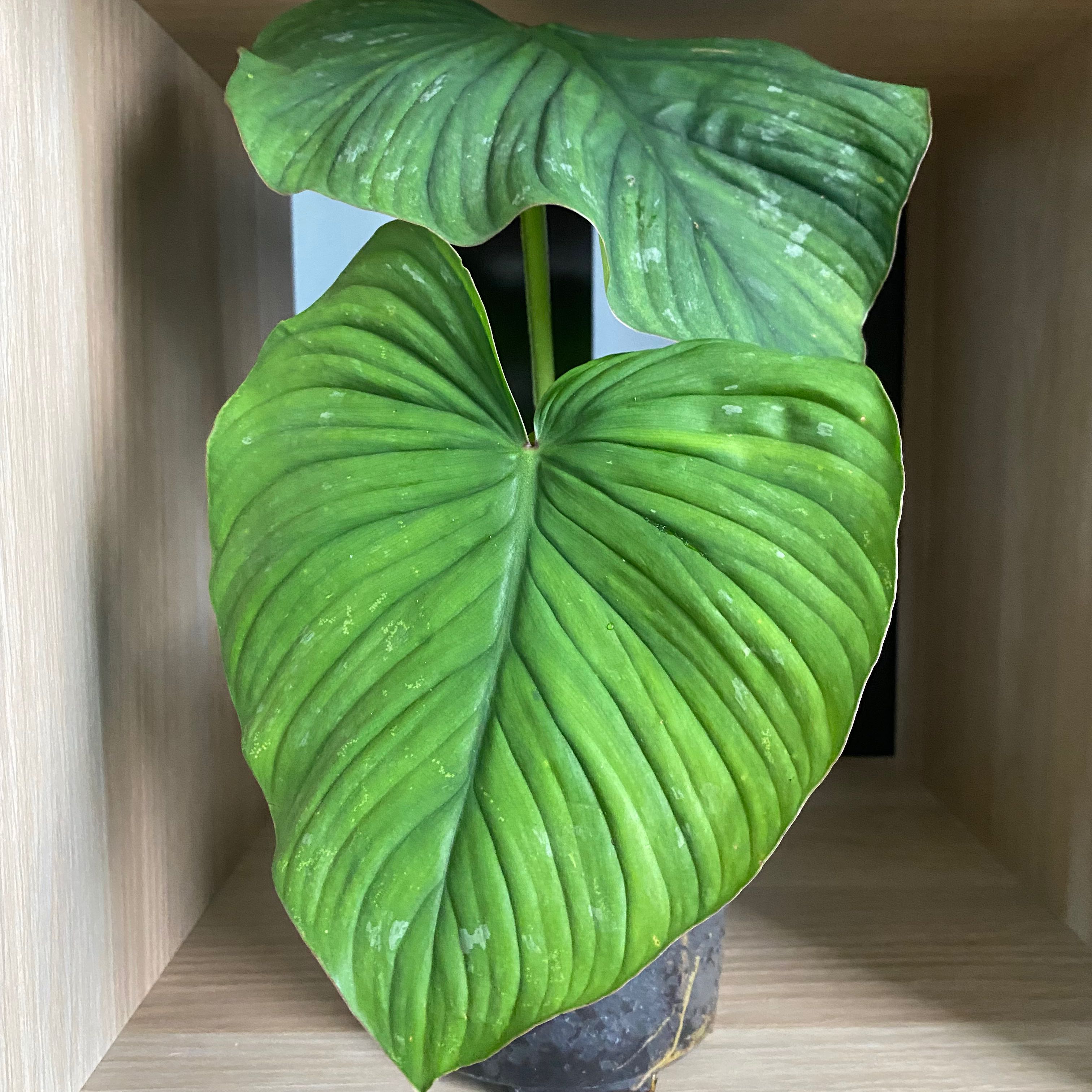 Philodendron mamei plant with two large, healthy green leaves.