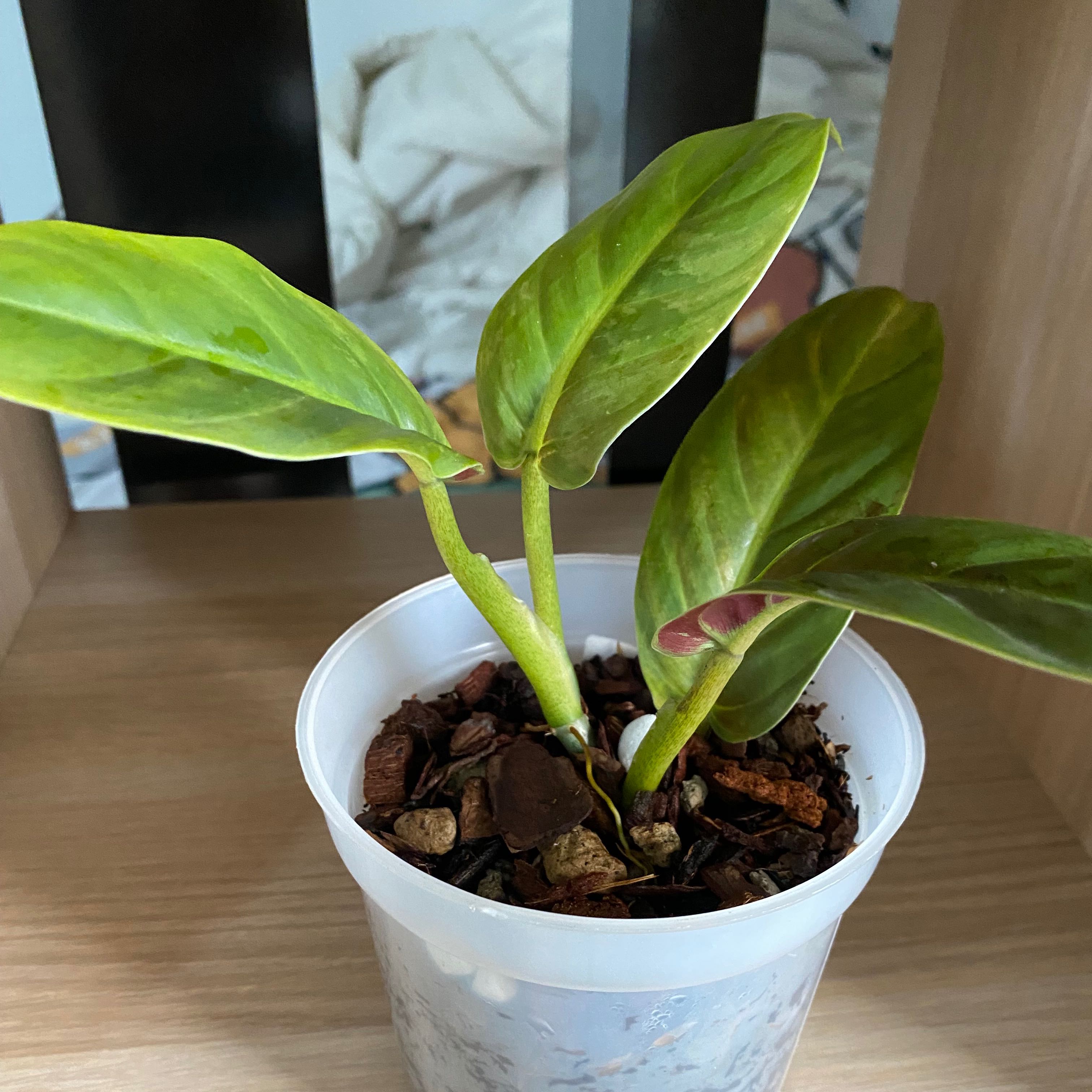 Photo of the plant species Variegated Philodendron subhastatum by @dhecloud named Subhastatum Variegated on Greg, the plant care app
