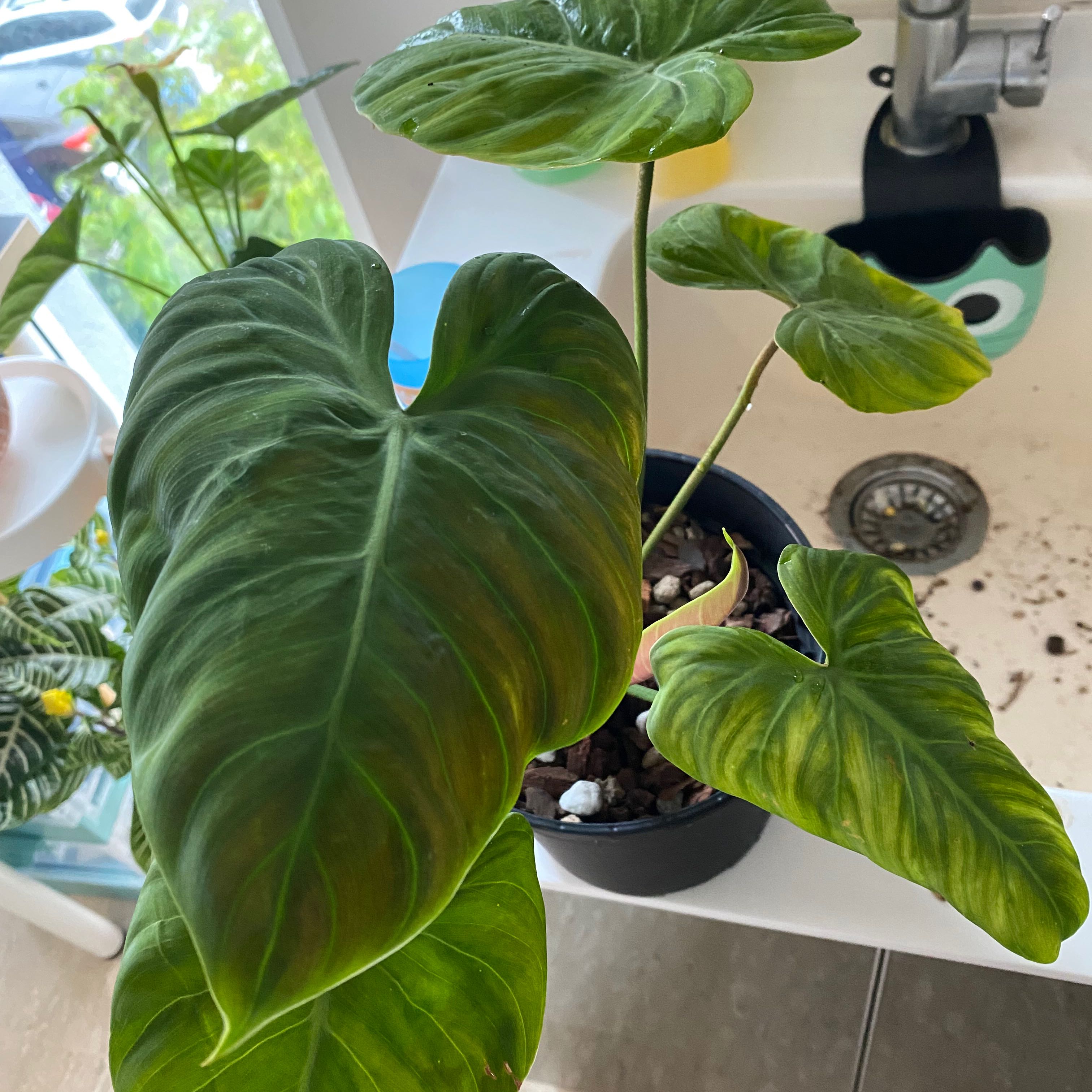 Philodendron El Choco Red plant with large, heart-shaped leaves, slight yellowing, potted near a sink.