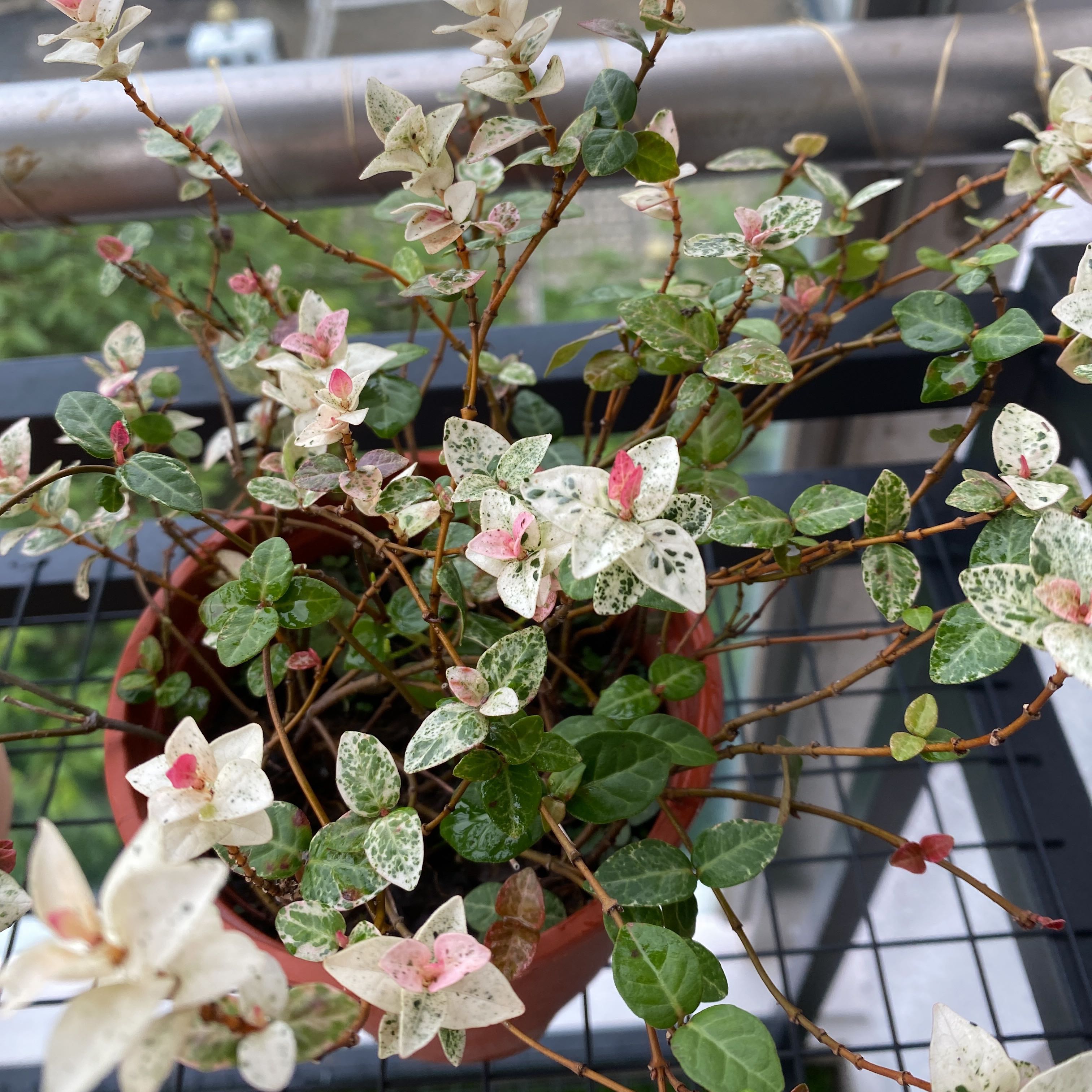 Potted Asian Jasmine plant with variegated leaves, some white with pink tips.