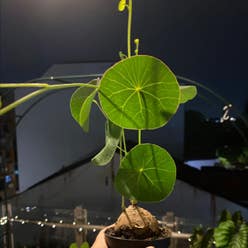 Stephania erecta plant
