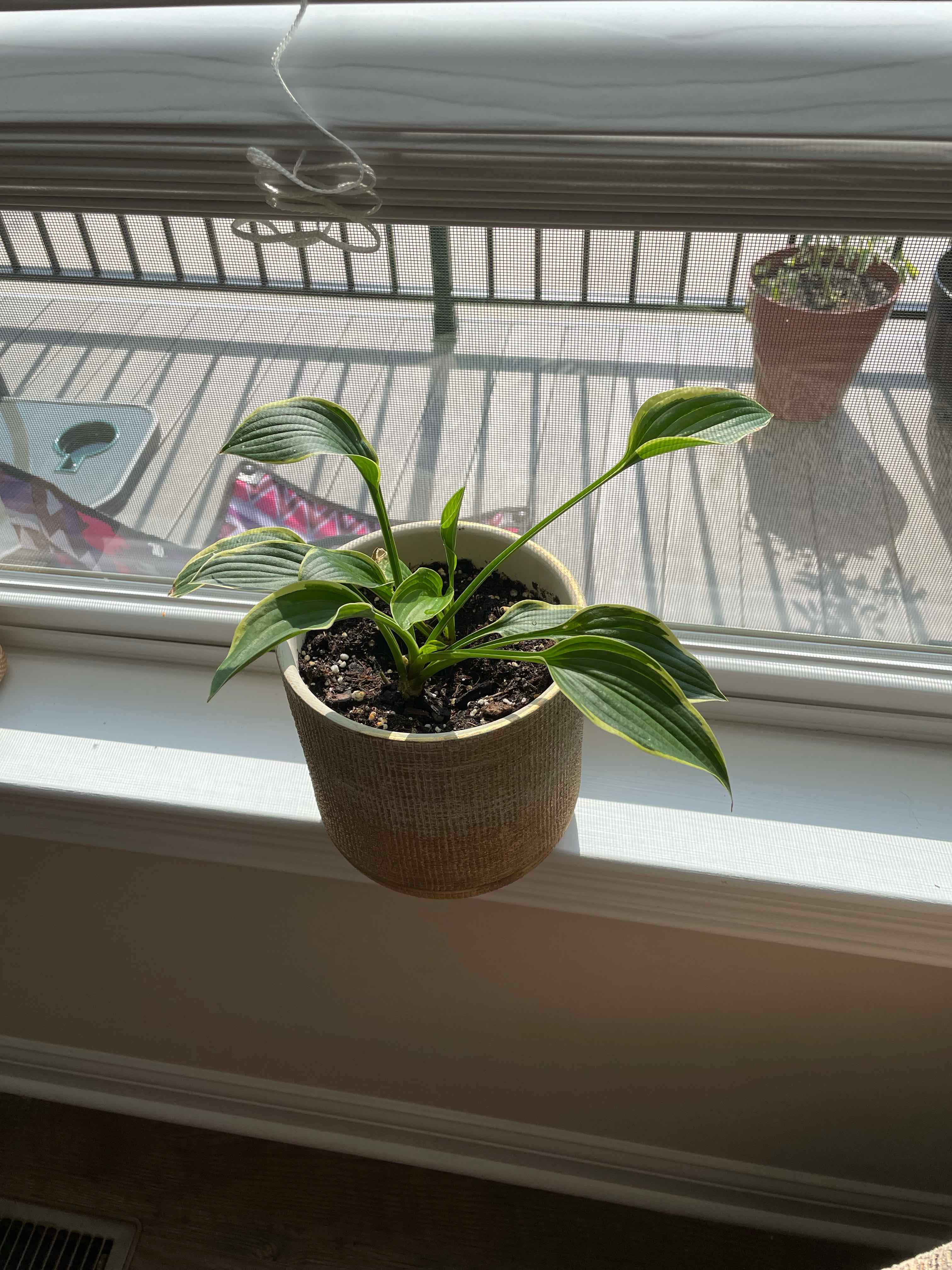 Potted Hosta 'Patriot' plant on a windowsill with healthy green leaves and white margins.