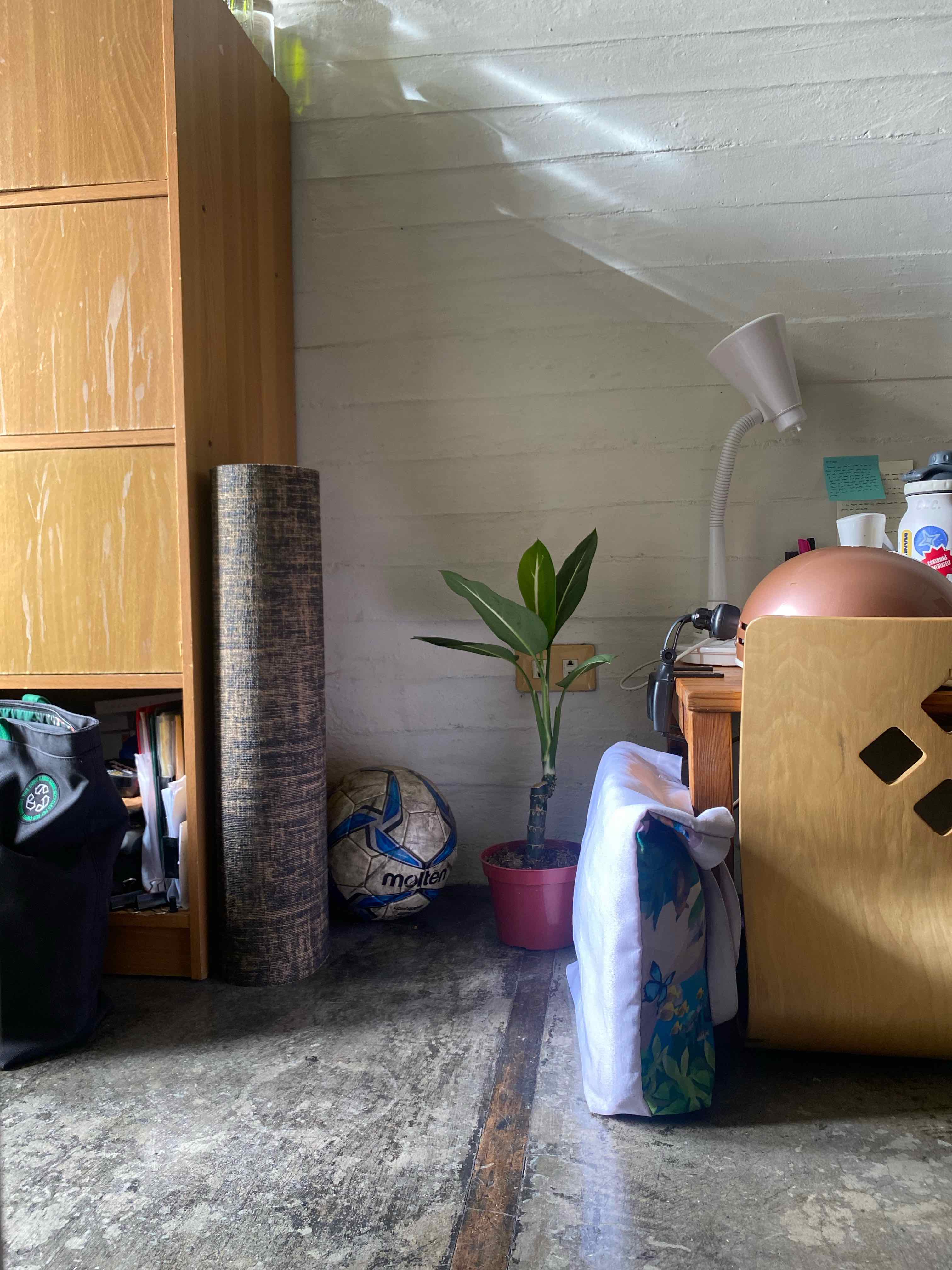 Indoor Dumb Cane plant in a small pot, surrounded by various household items.