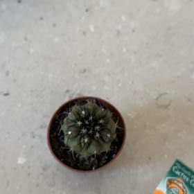Photo of the plant species Copiapoa by @trent named Messi on Greg, the plant care app