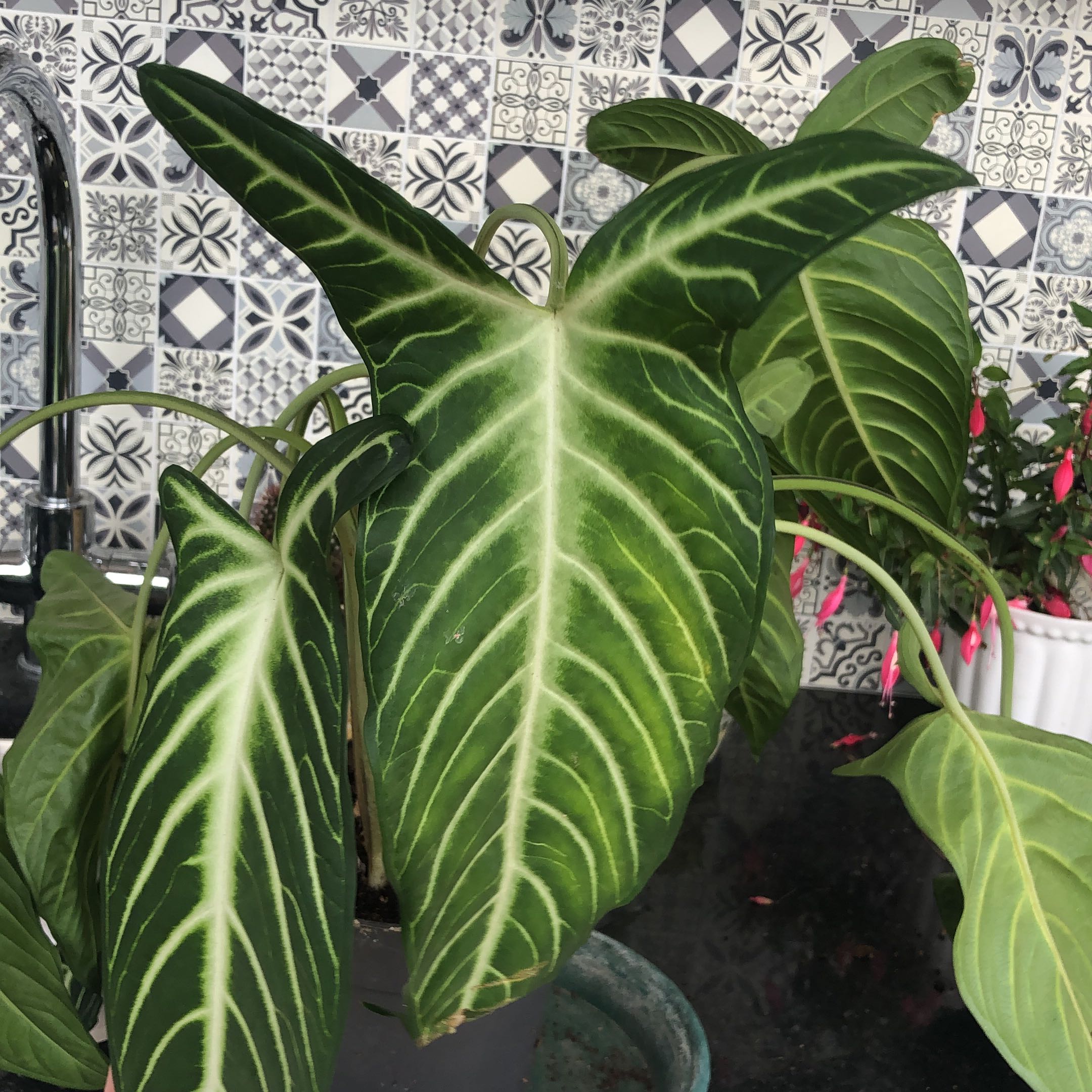 Healthy Xanthosoma Angel wings plant with vibrant green leaves and white veins.