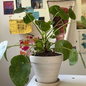 Photo of the plant species Pilea Sugar by @onthelowgardena named Vini on Greg, the plant care app