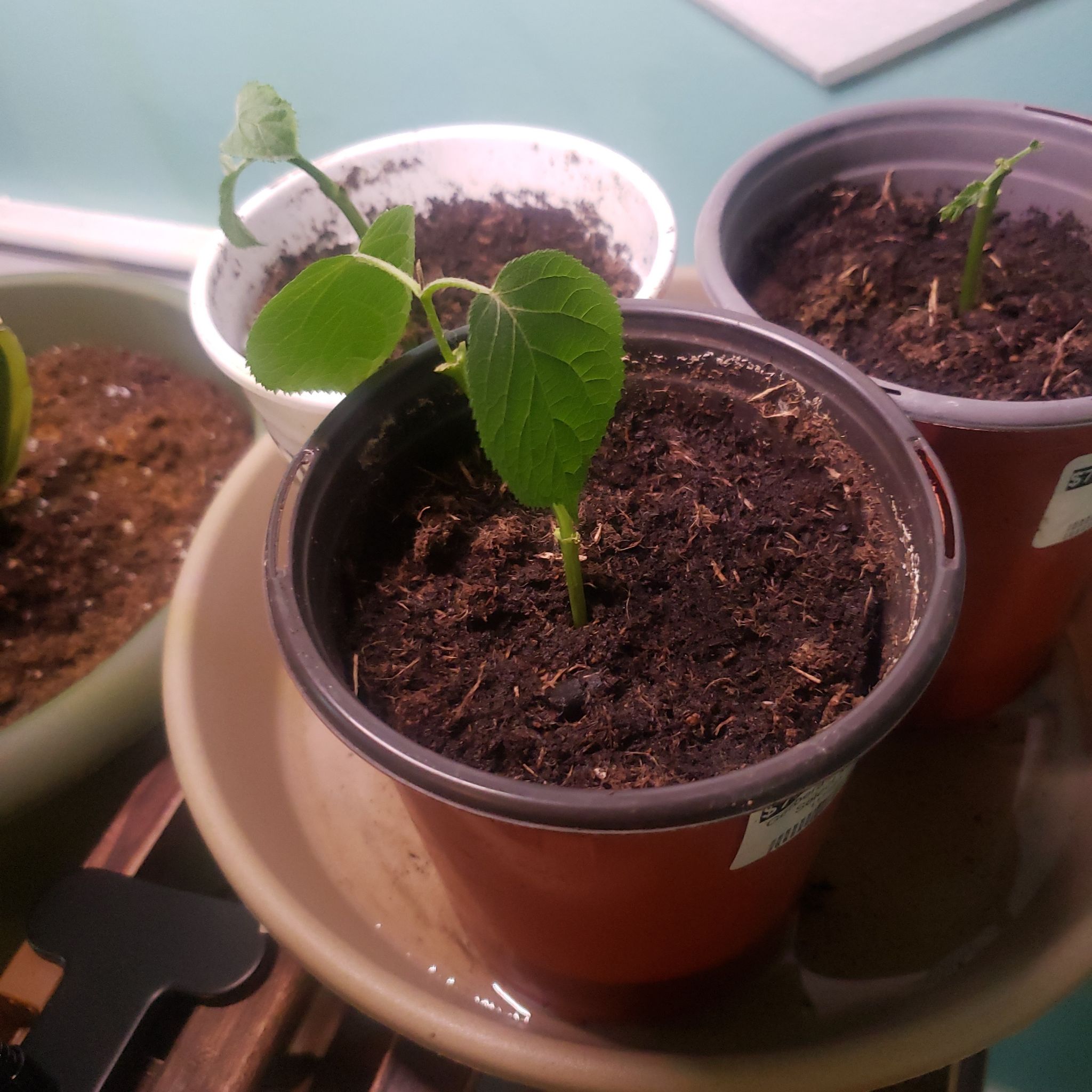 Small potted Ashy Hydrangea plant with green leaves and moist soil.