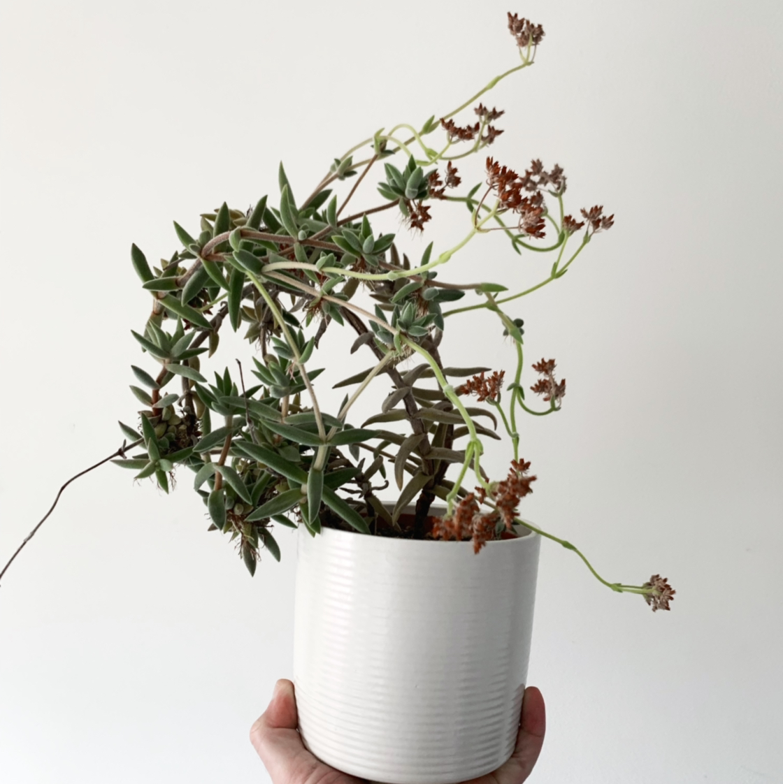 Crassula mesembryanthemoides plant in a white pot with some dried flowers and stems.