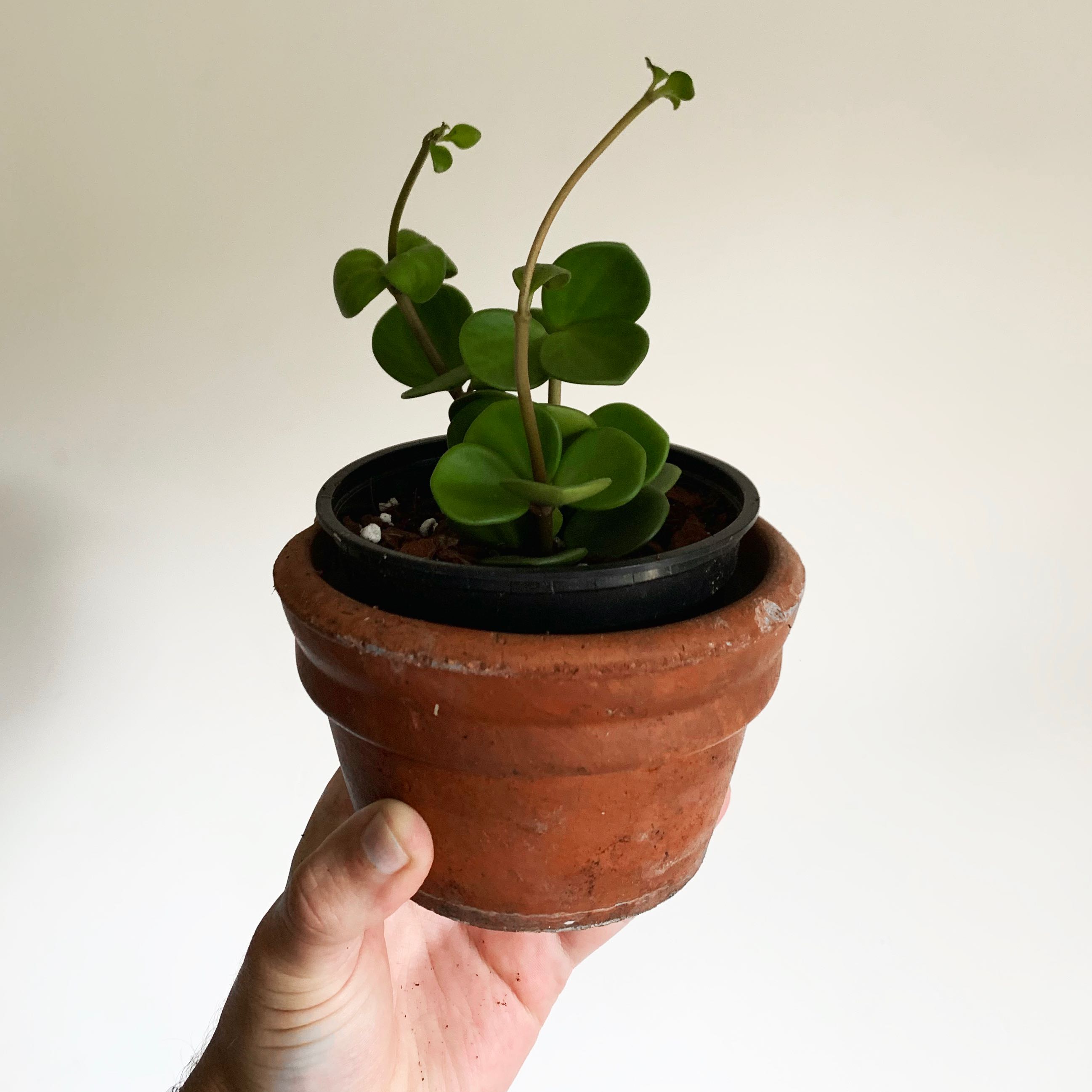 Peperomia 'Hope' plant in a terracotta pot held by a hand, with green, round leaves.