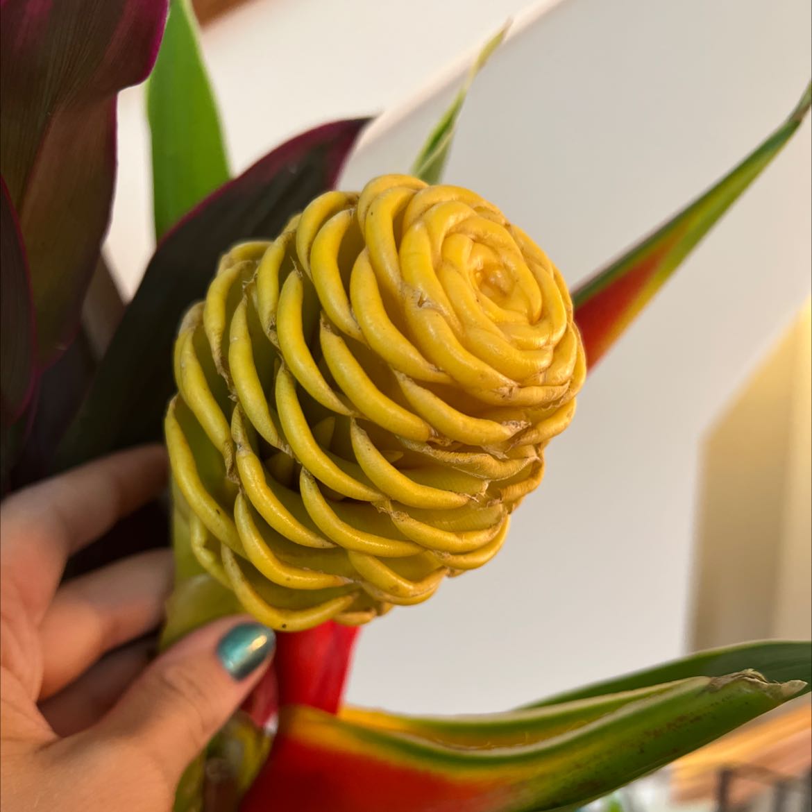 Plant care for Garland Flower on Greg, the plant care app