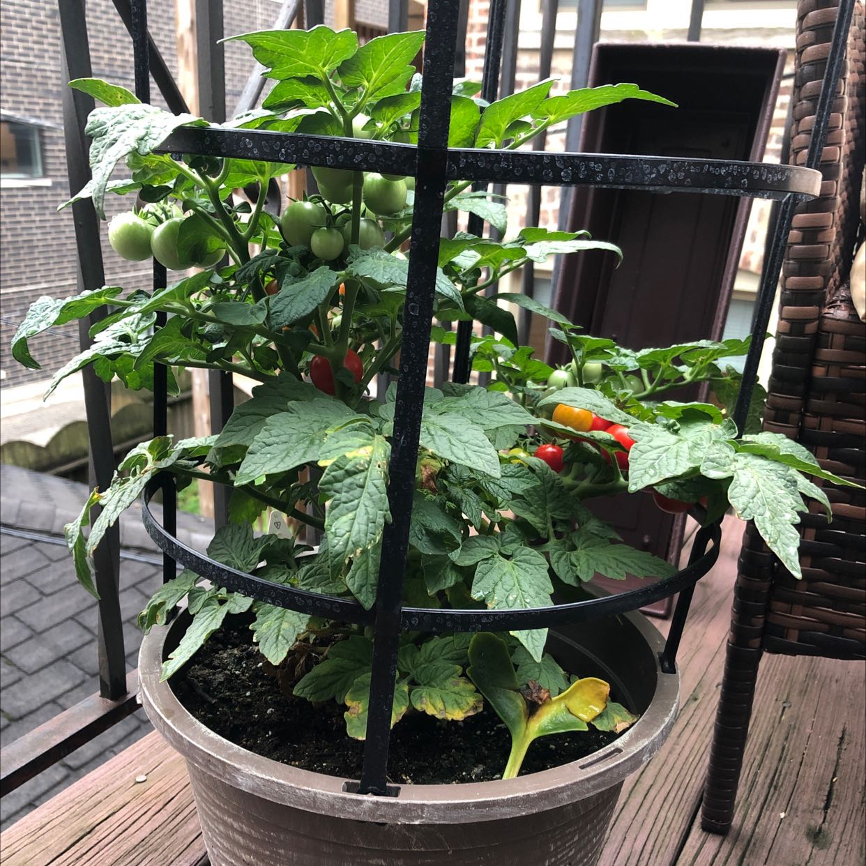 Photo of the plant species Tomato Plant by @FunnyLukiwan named Jimena on Greg, the plant care app