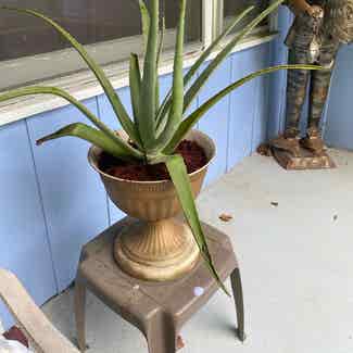 Aloe Vera plant in Jackson, Mississippi