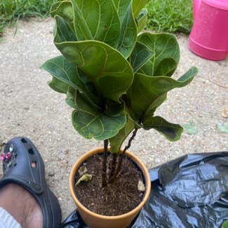 Fiddle Leaf Fig plant in Jackson, Mississippi
