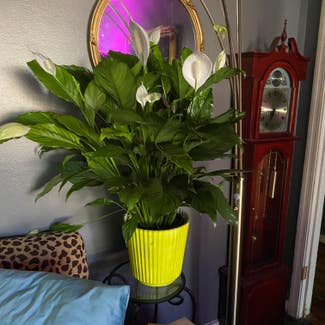 Peace Lily plant in Jackson, Mississippi