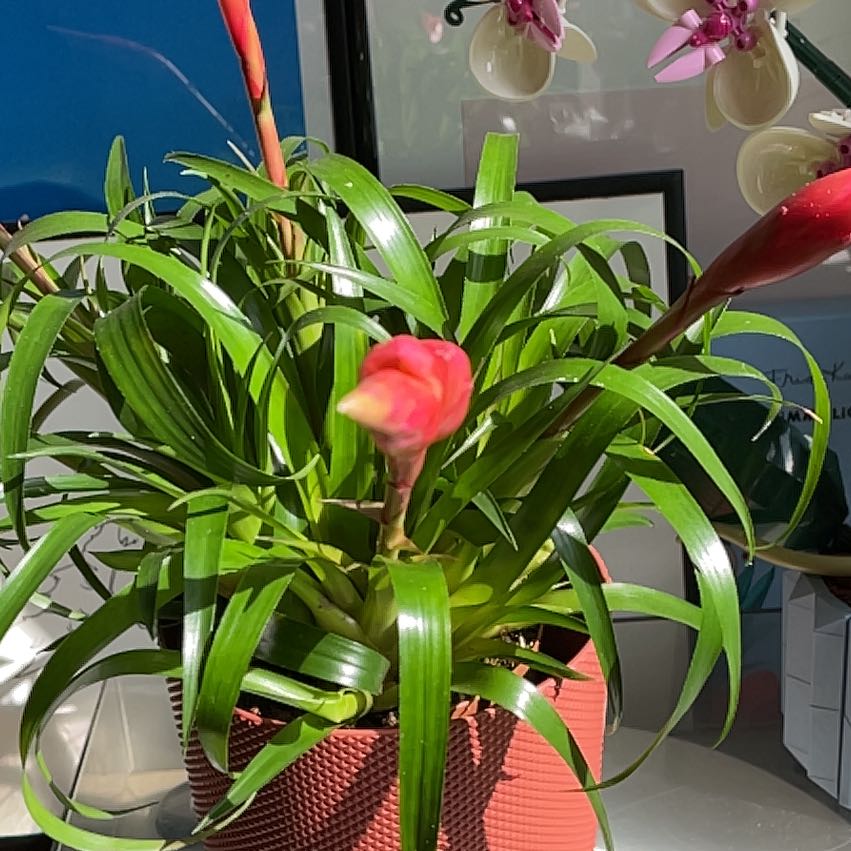 Flaming Sword Bromeliad with vibrant green leaves and a red inflorescence in a red pot.