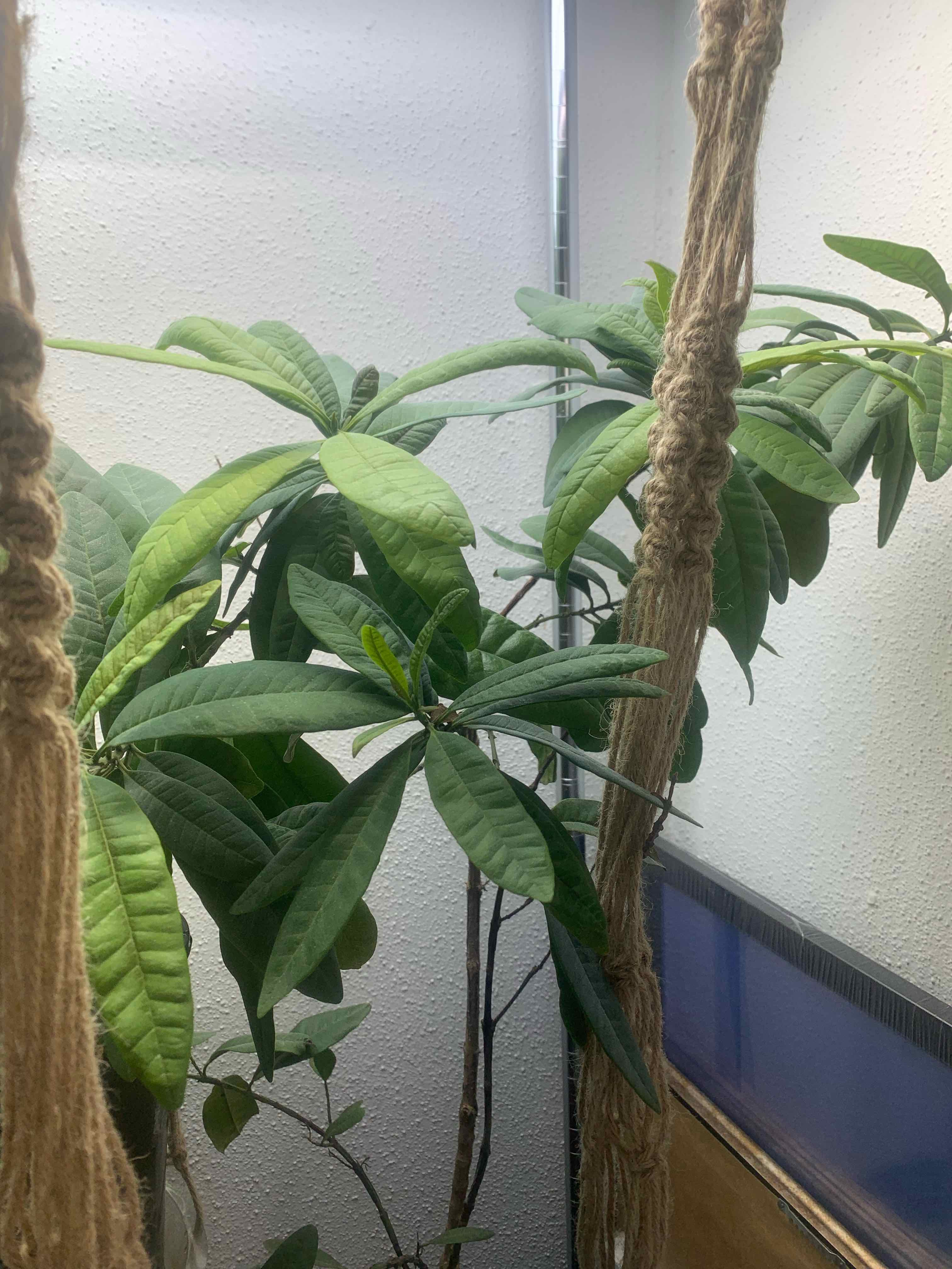 Plant care for Eugenia holdridgei on Greg, the plant care app