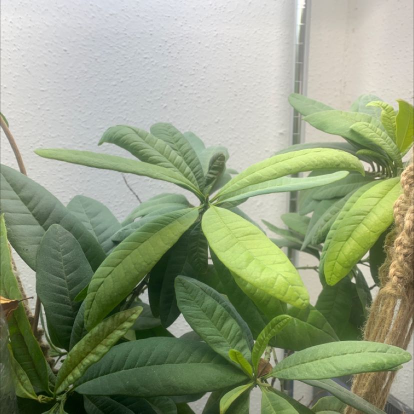 Photo of the plant species allspice by @PalpableSeaoats named Pimenta dioica on Greg, the plant care app