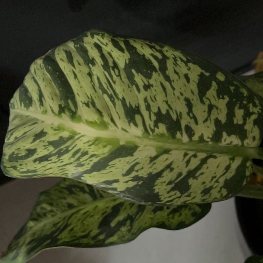 Photo of the plant species Dieffenbachia 'Sublime' by @GrownCilantro named Elina on Greg, the plant care app