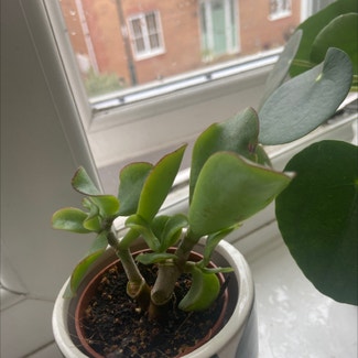 Silver Jade Plant plant in Somewhere on Earth