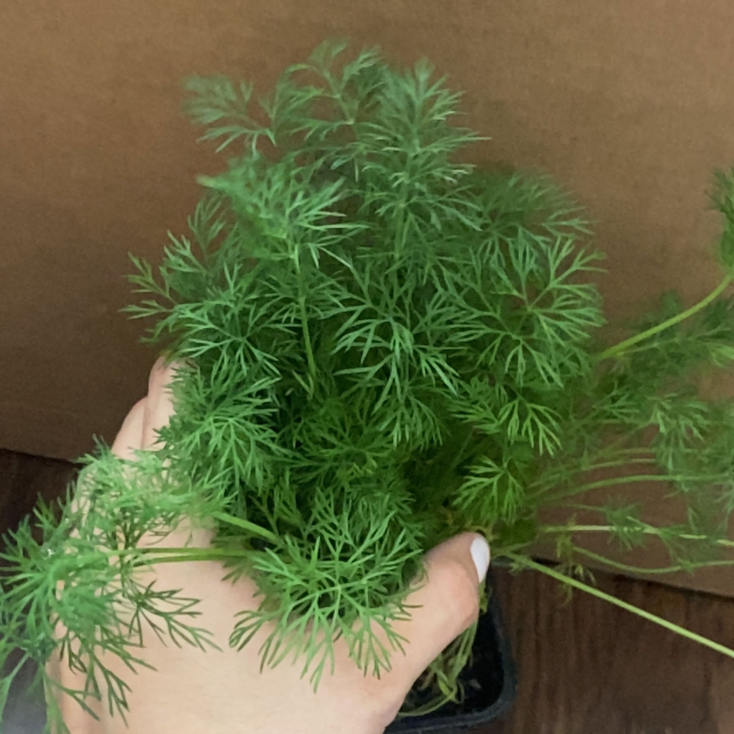 A healthy dill plant with vibrant green, feathery leaves being held by a hand.