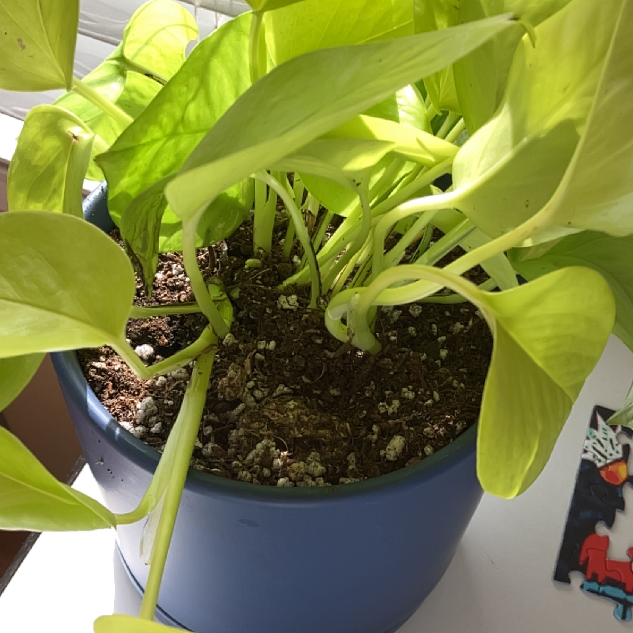 Neon Pothos plant in a blue pot with visible soil and vibrant green leaves.