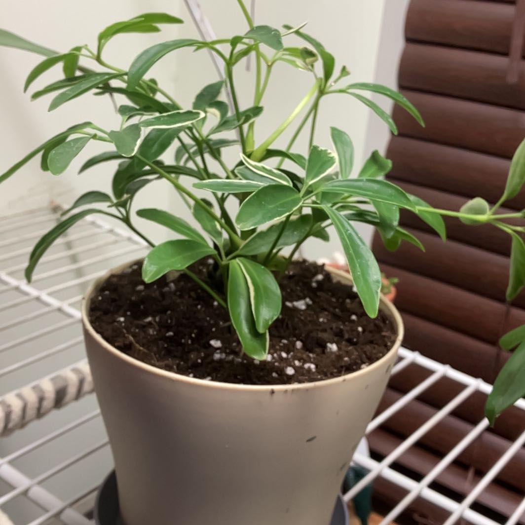 Healthy dwarf umbrella tree plant with lush green foliage in a pot, soil visible.