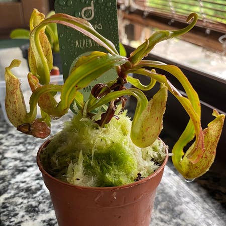 Photo of the plant species California Pitcher Plant by Frandesiree named Mirabilis winged x northiana on Greg, the plant care app